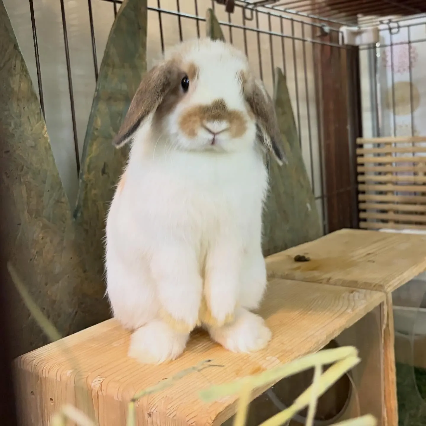 ⭐︎牧草タイム⭐︎