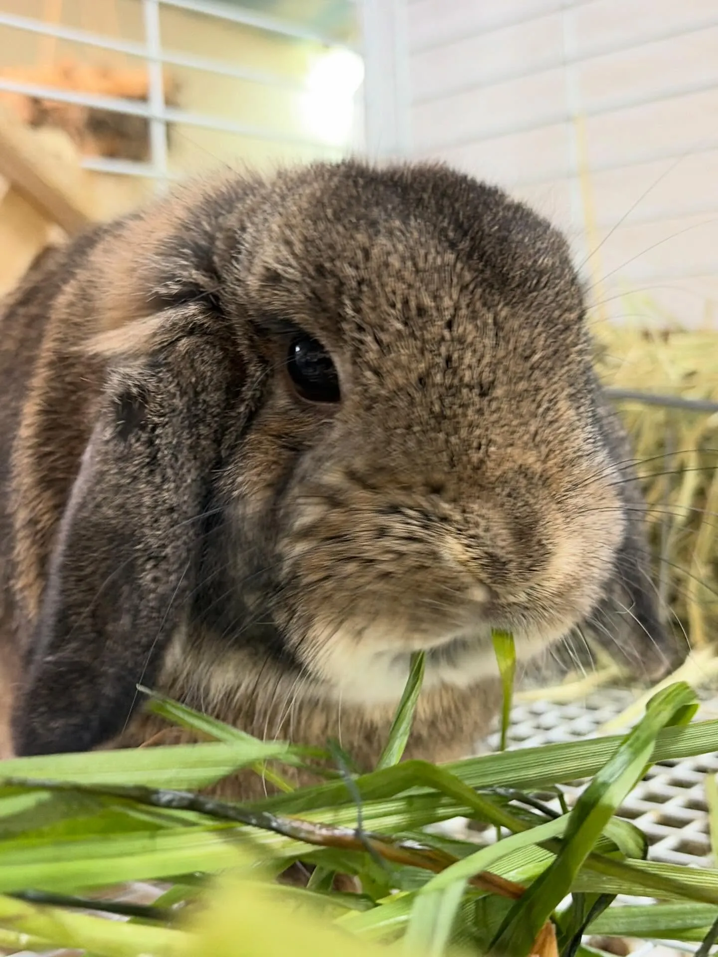 ⭐︎千葉県産生イタリアン⭐︎