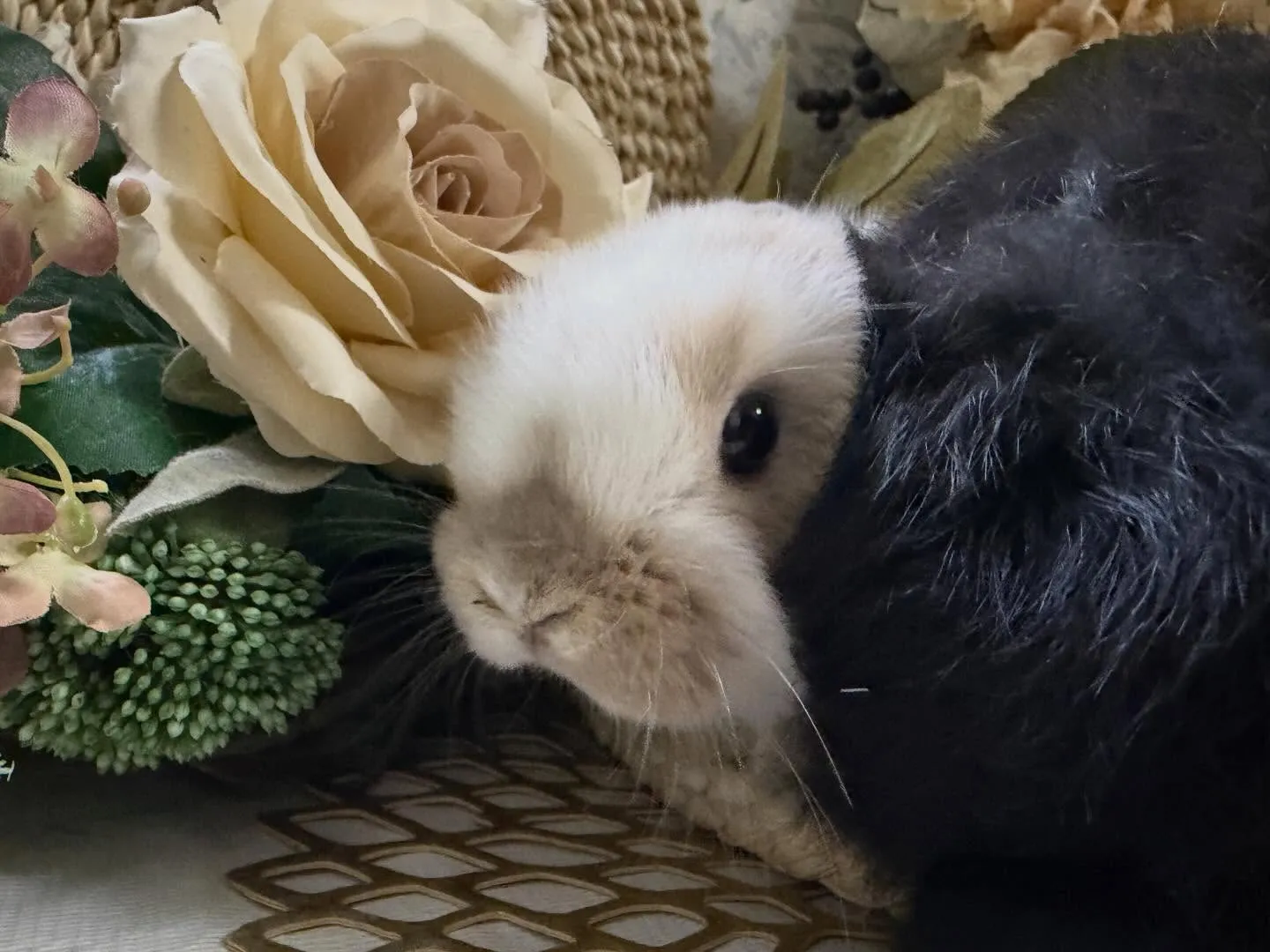 ✨明日デビューの子うさぎ達✨