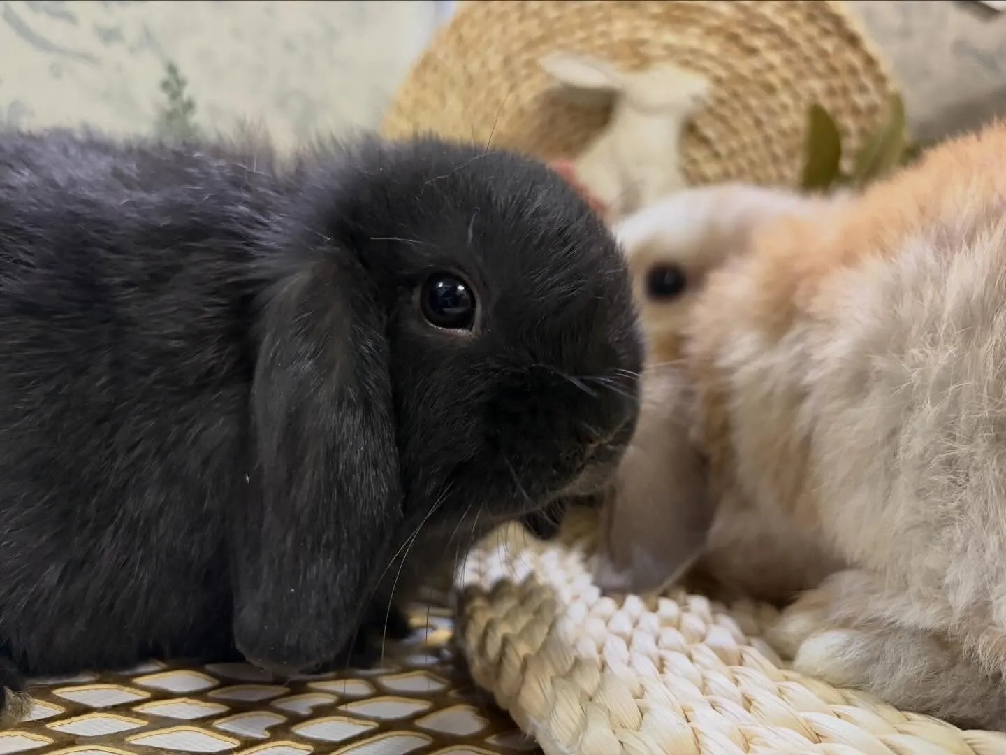✨明日デビューの子うさぎ達✨