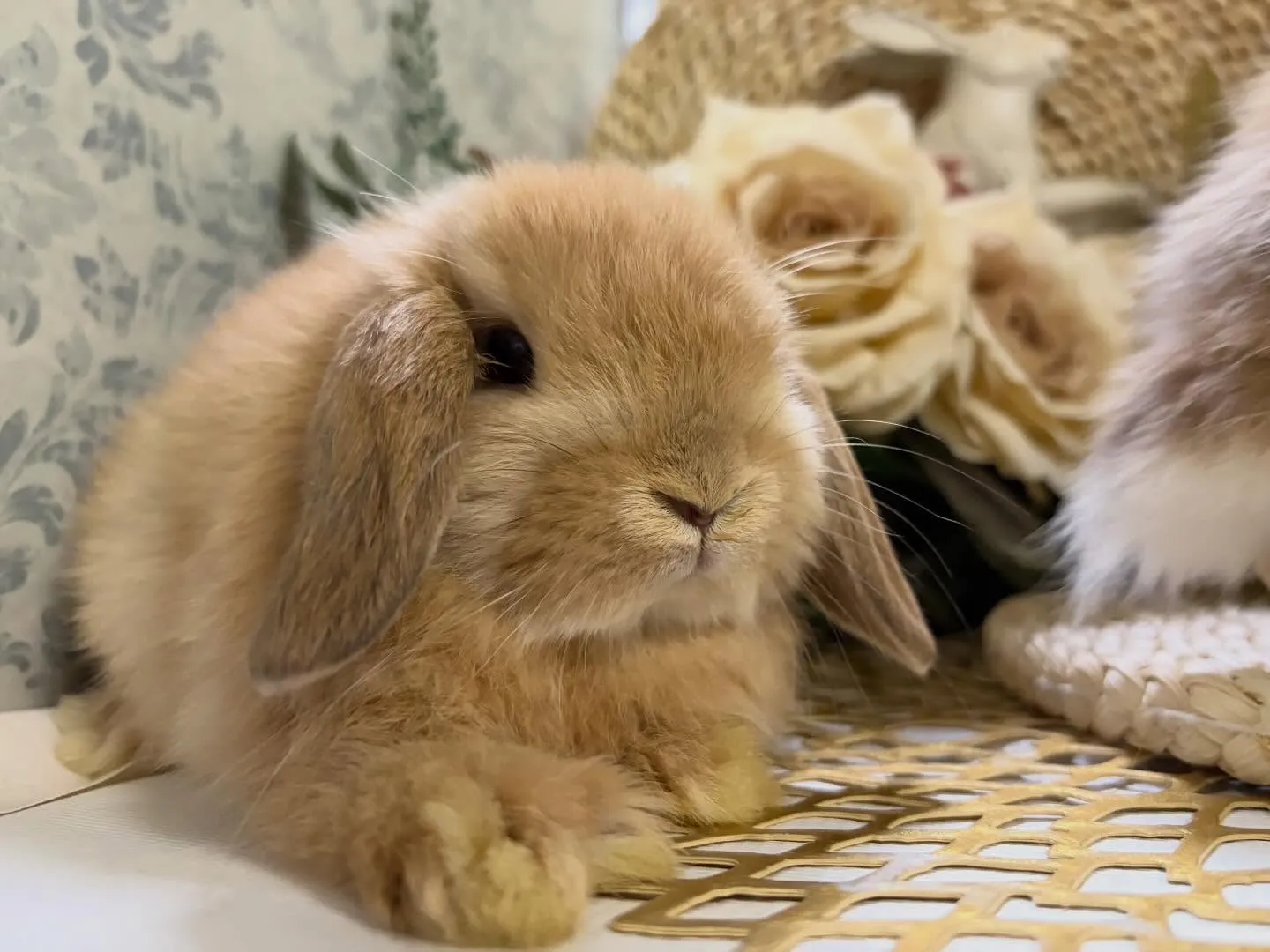 ✨明日デビューの子うさぎ達✨