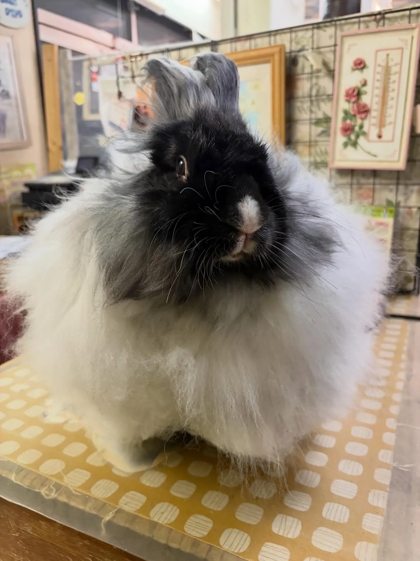 ⭐︎もふもふ⭐︎