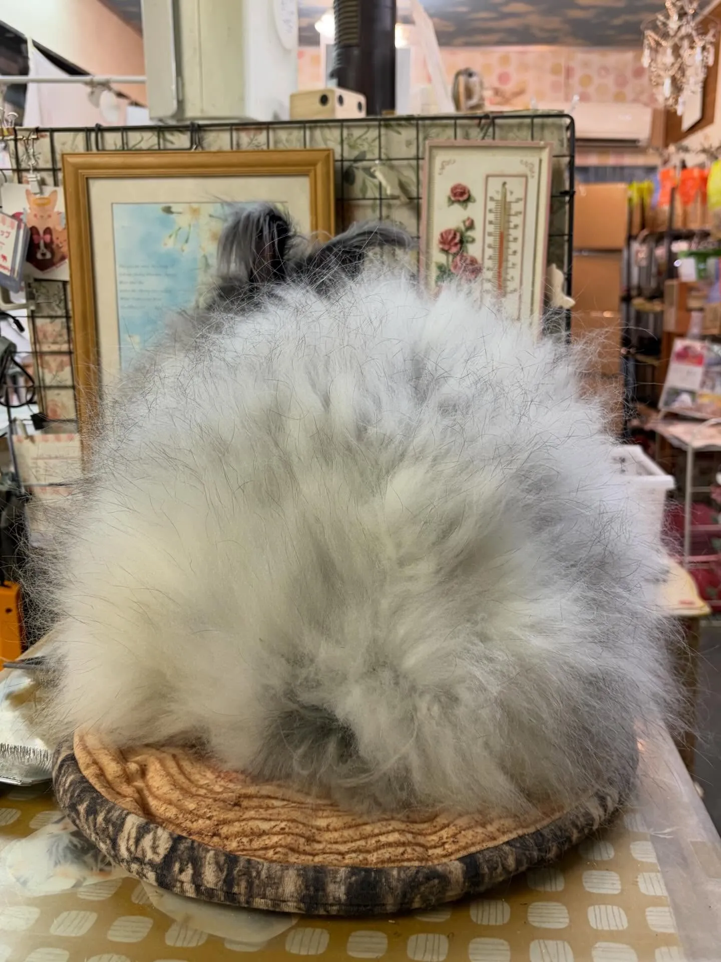 ⭐︎もふもふ⭐︎