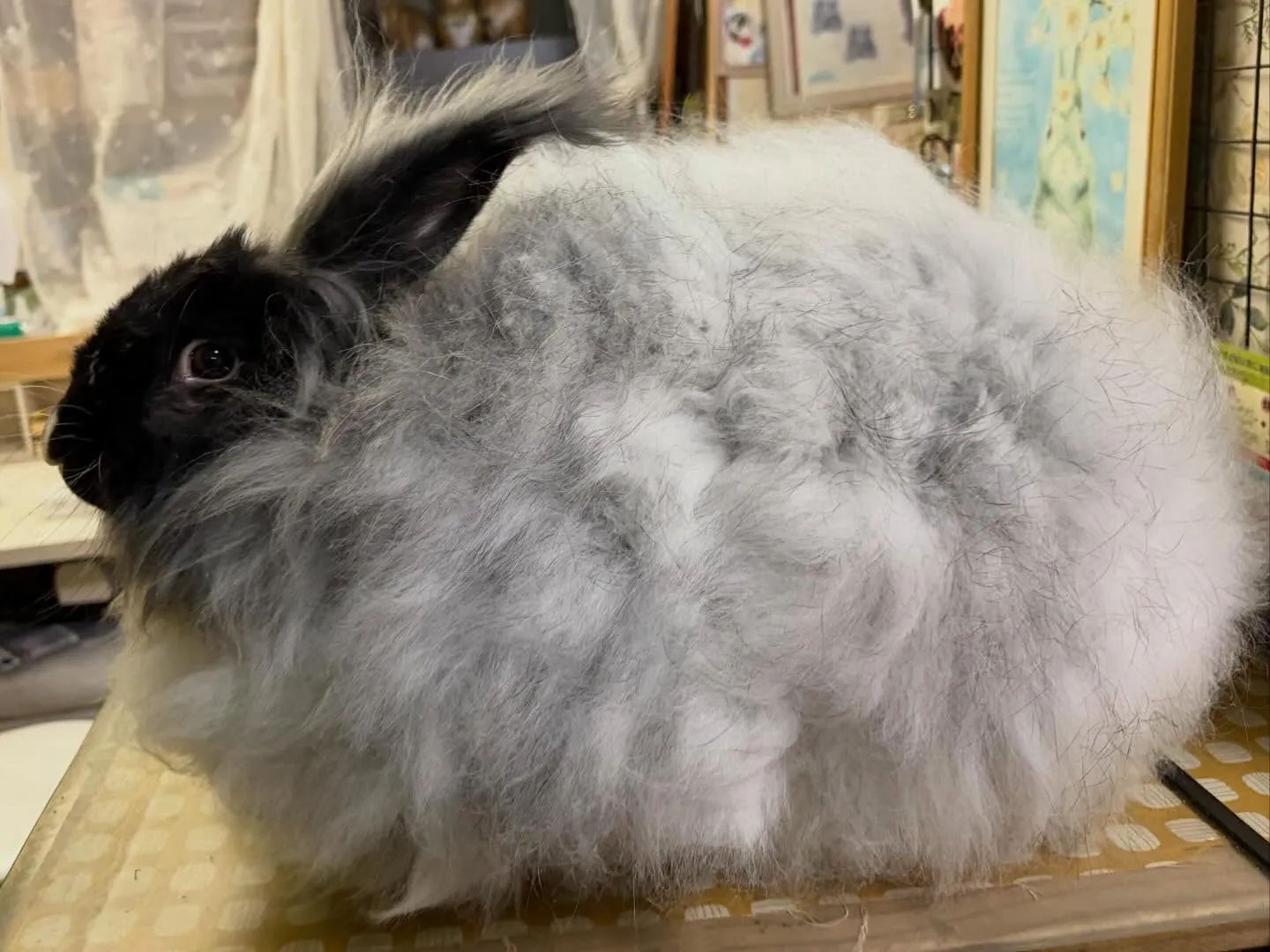⭐︎もふもふ⭐︎