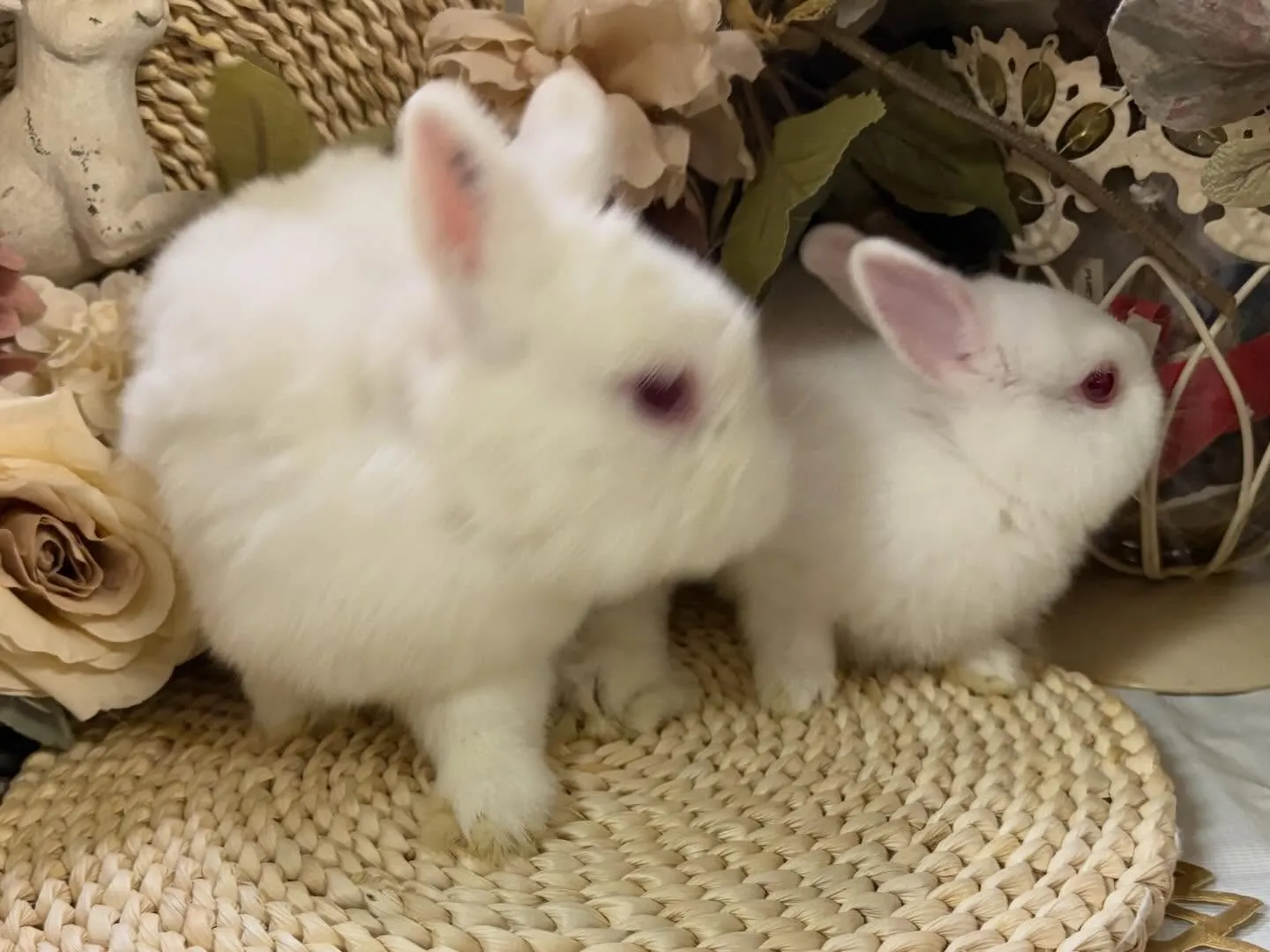 ⭐︎かぶらベビー⭐︎