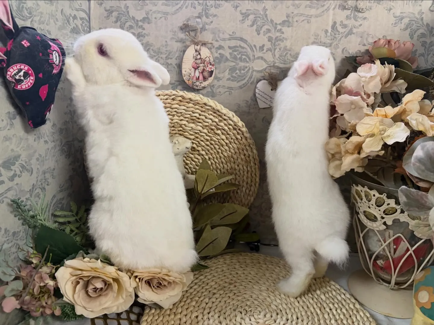 ⭐︎かぶらベビー⭐︎