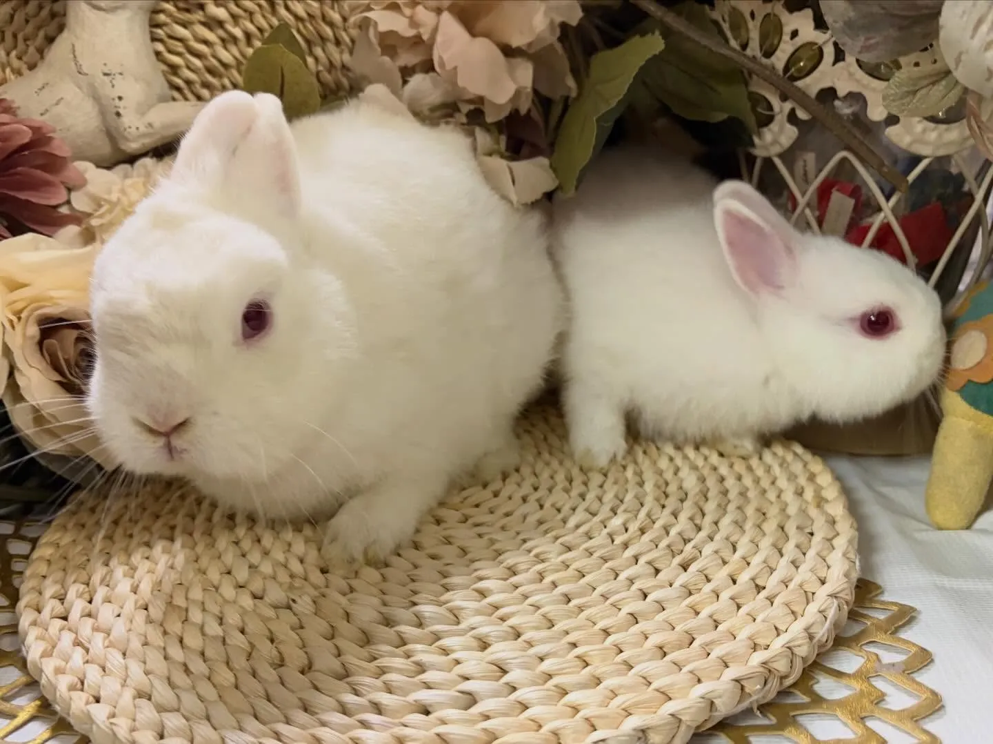 ⭐︎かぶらベビー⭐︎