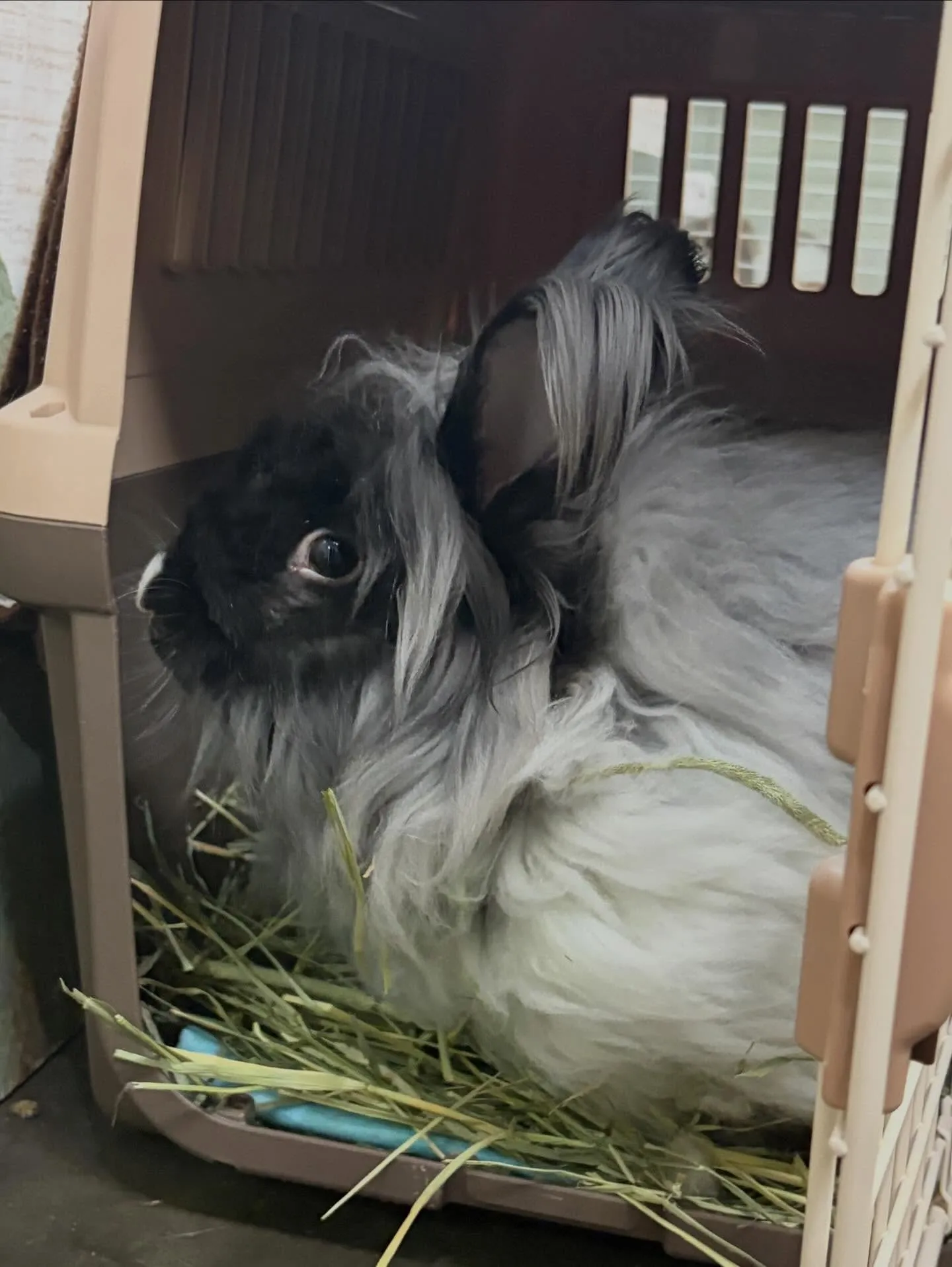 ⭐︎もふもふ婿入り⭐︎