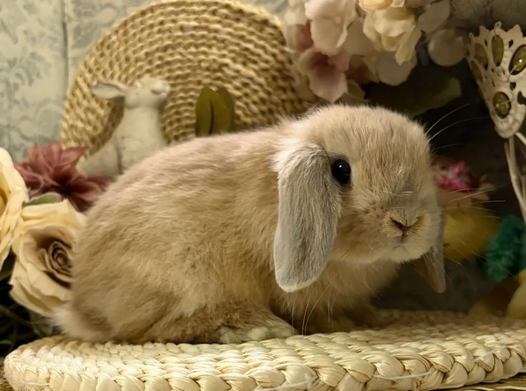 取扱いうさぎ一覧 | 名古屋のうさぎならRABBIT COTTON