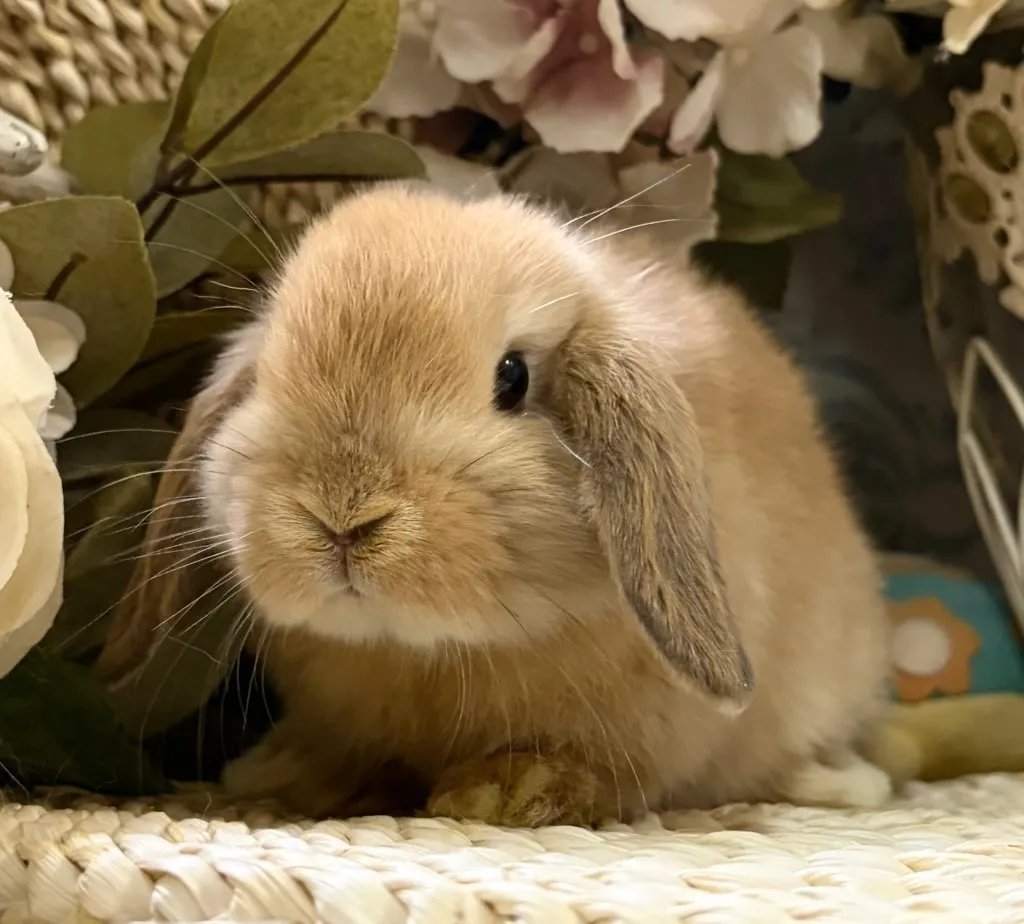 ☆お迎え済☆　オレンジ