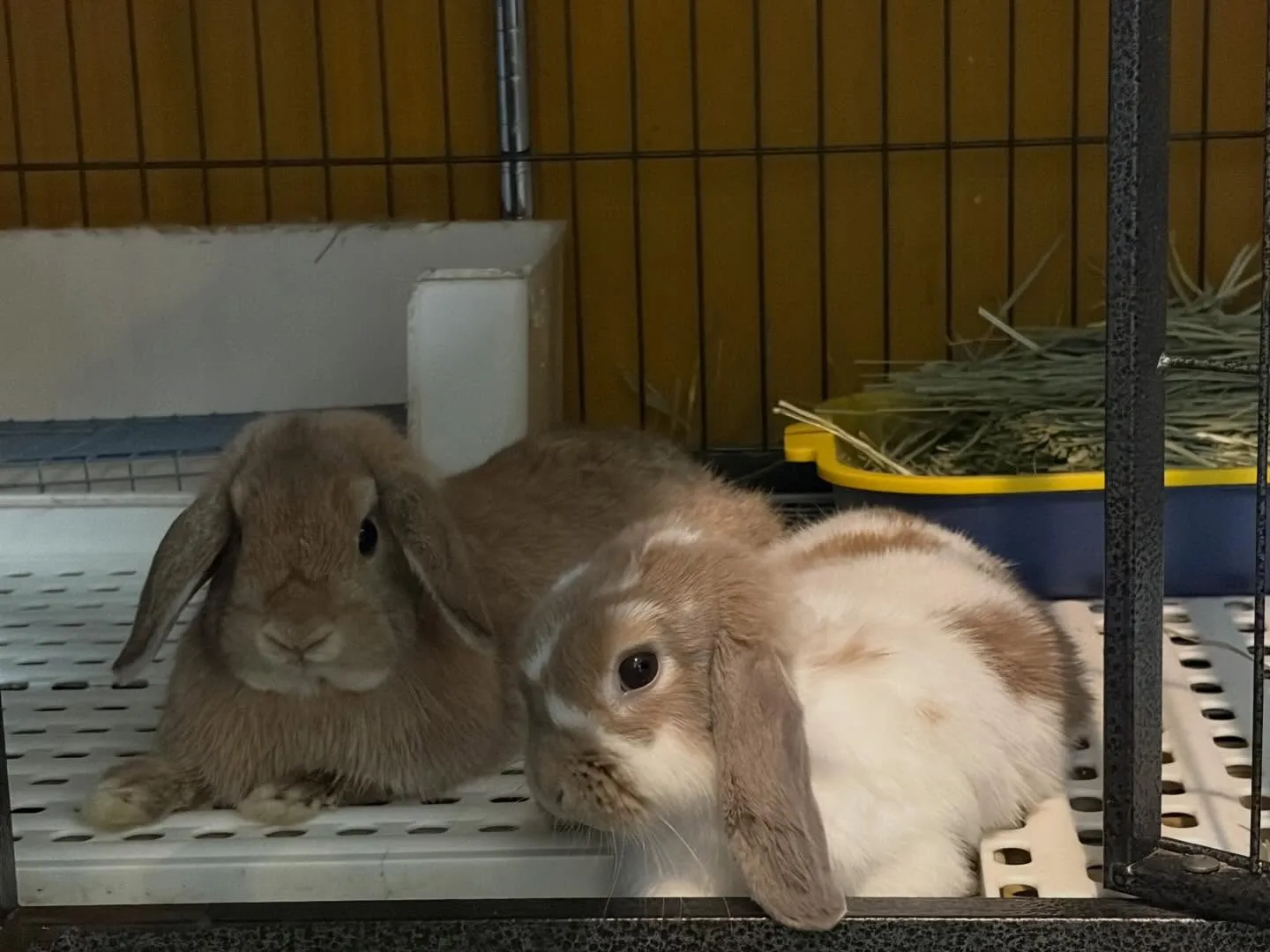 ⭐︎ホーランド⭐︎