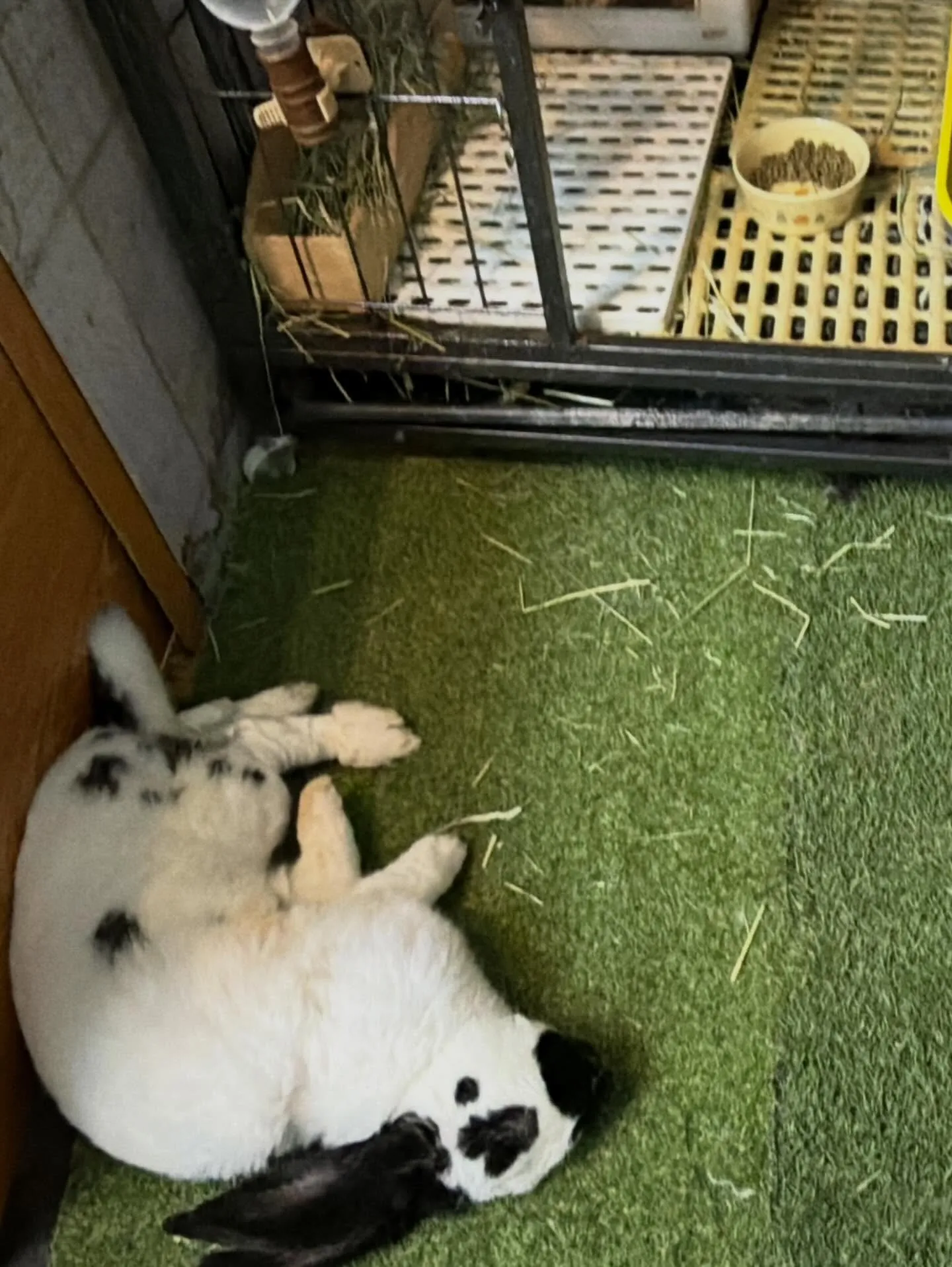 ⭐︎ファラオ⭐︎