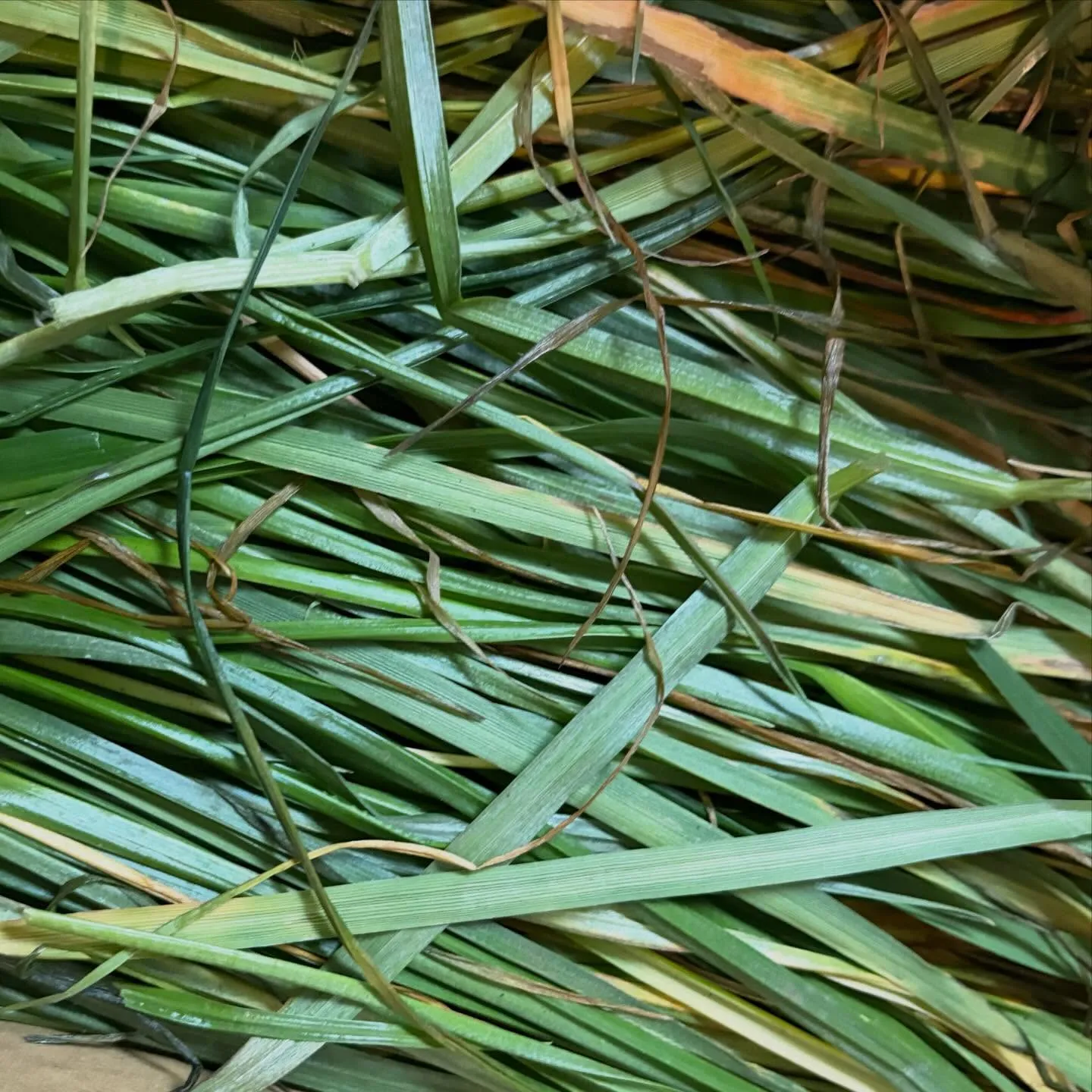 ⭐︎生牧草⭐︎