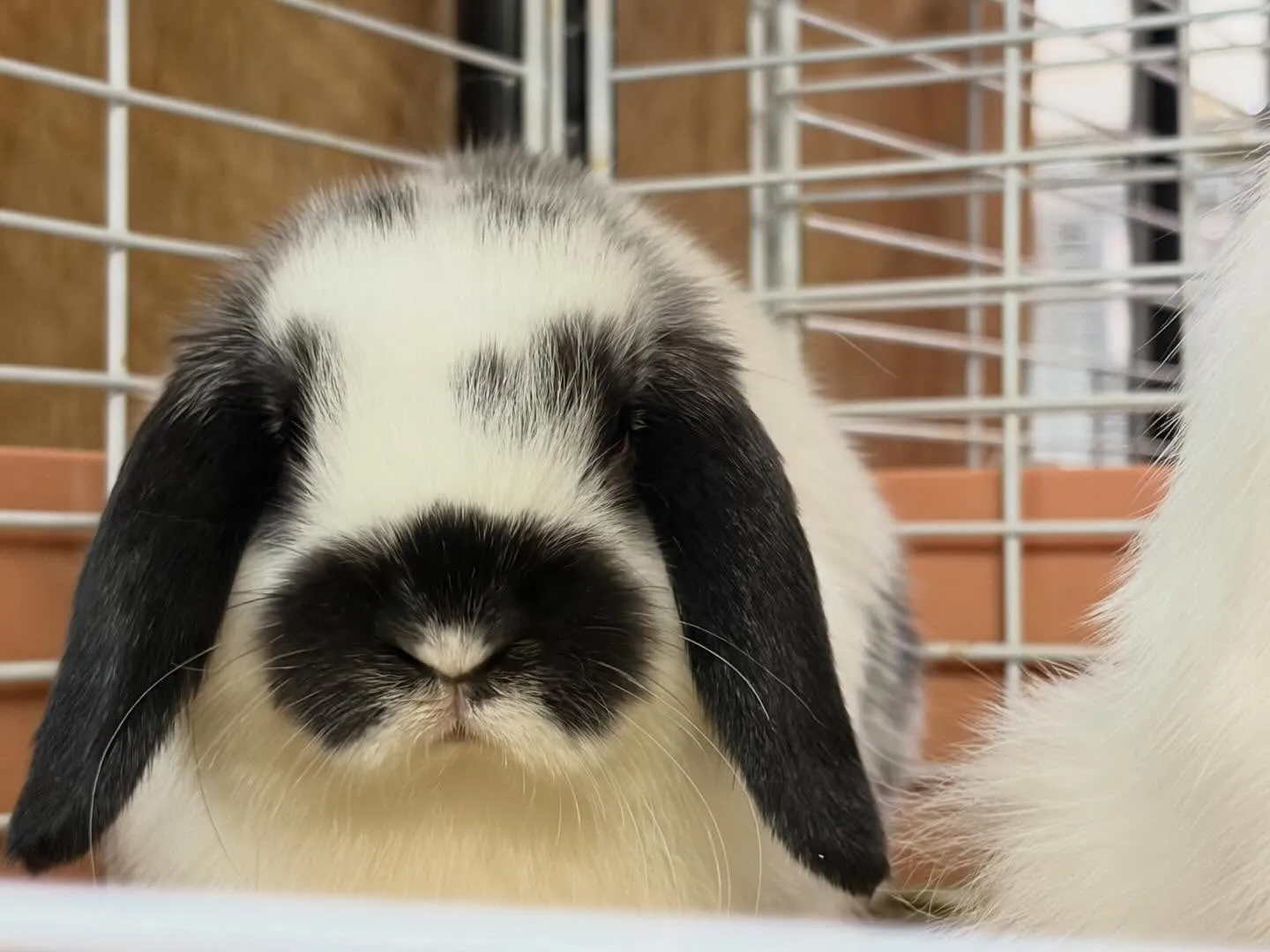 ⭐︎お迎え待ちうさぎ⭐︎