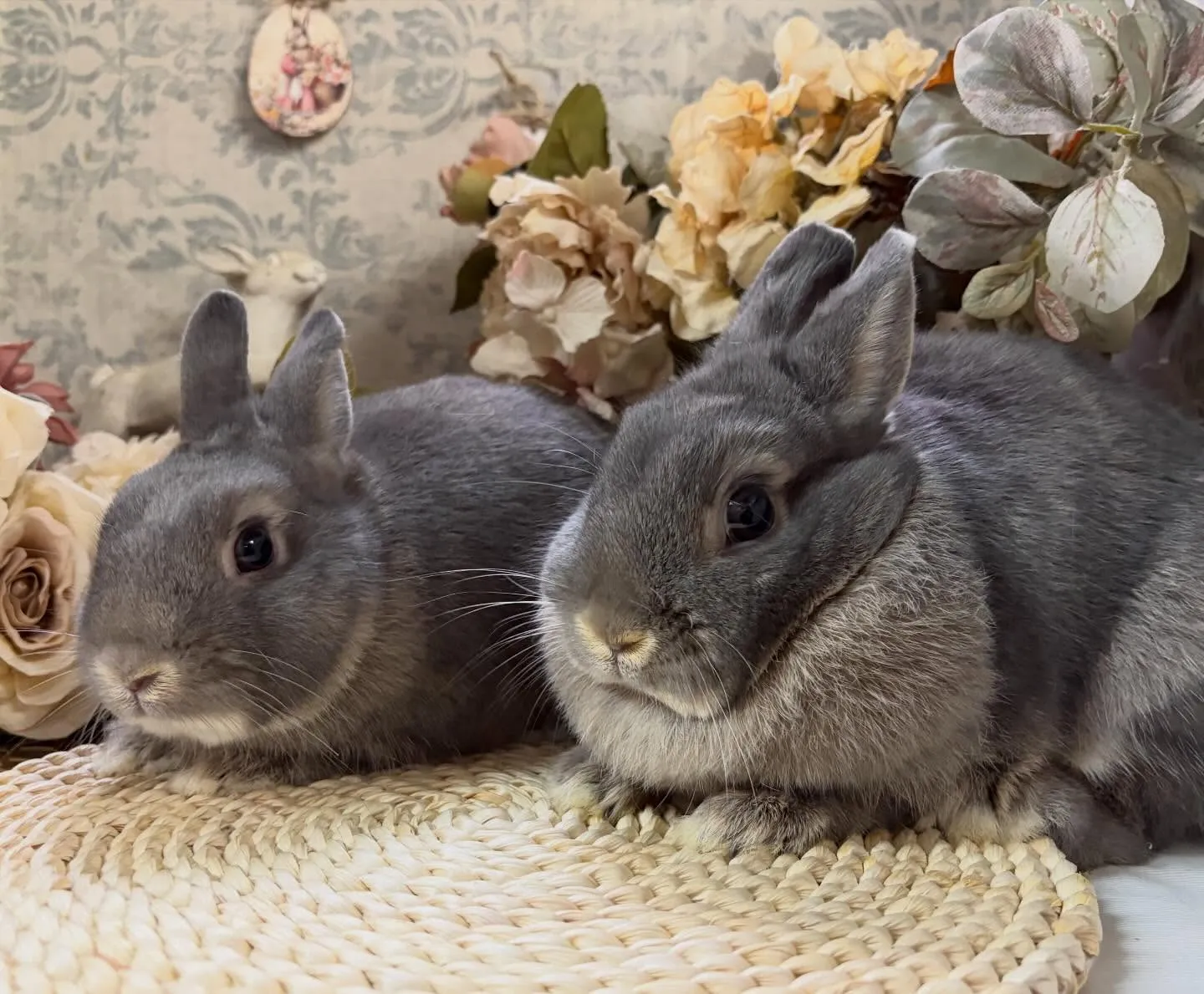 ⭐︎しめじの息子⭐︎