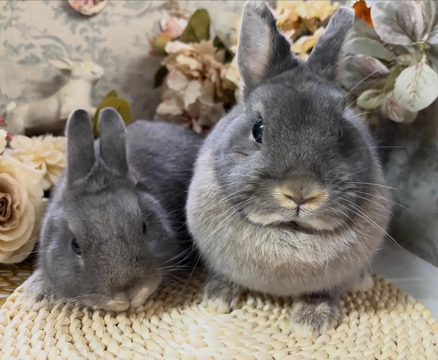 ⭐︎しめじの息子⭐︎