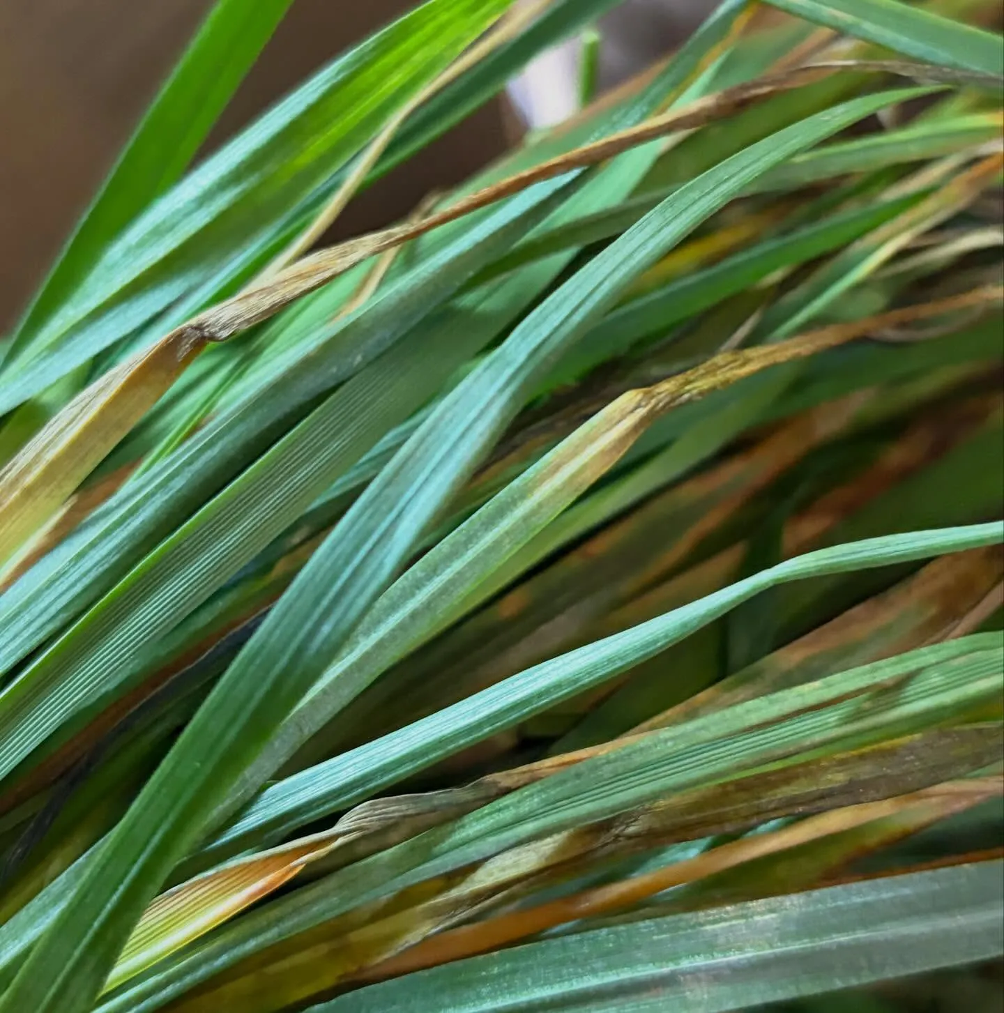 ⭐︎生牧草⭐︎
