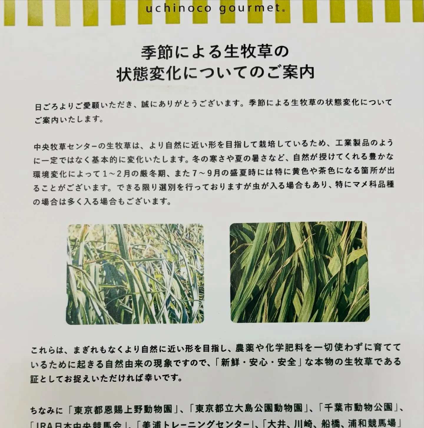 ⭐︎生牧草⭐︎