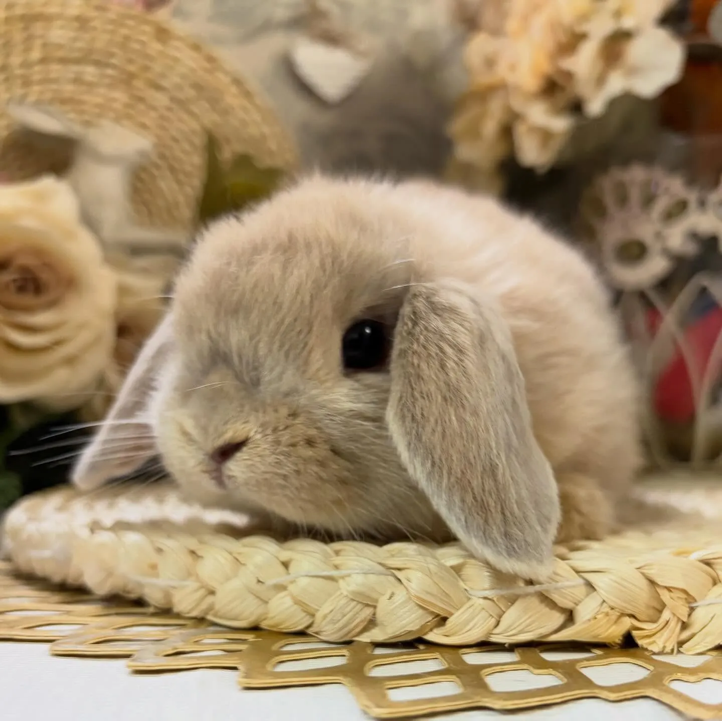 ⭐︎子うさぎデビュー⭐︎