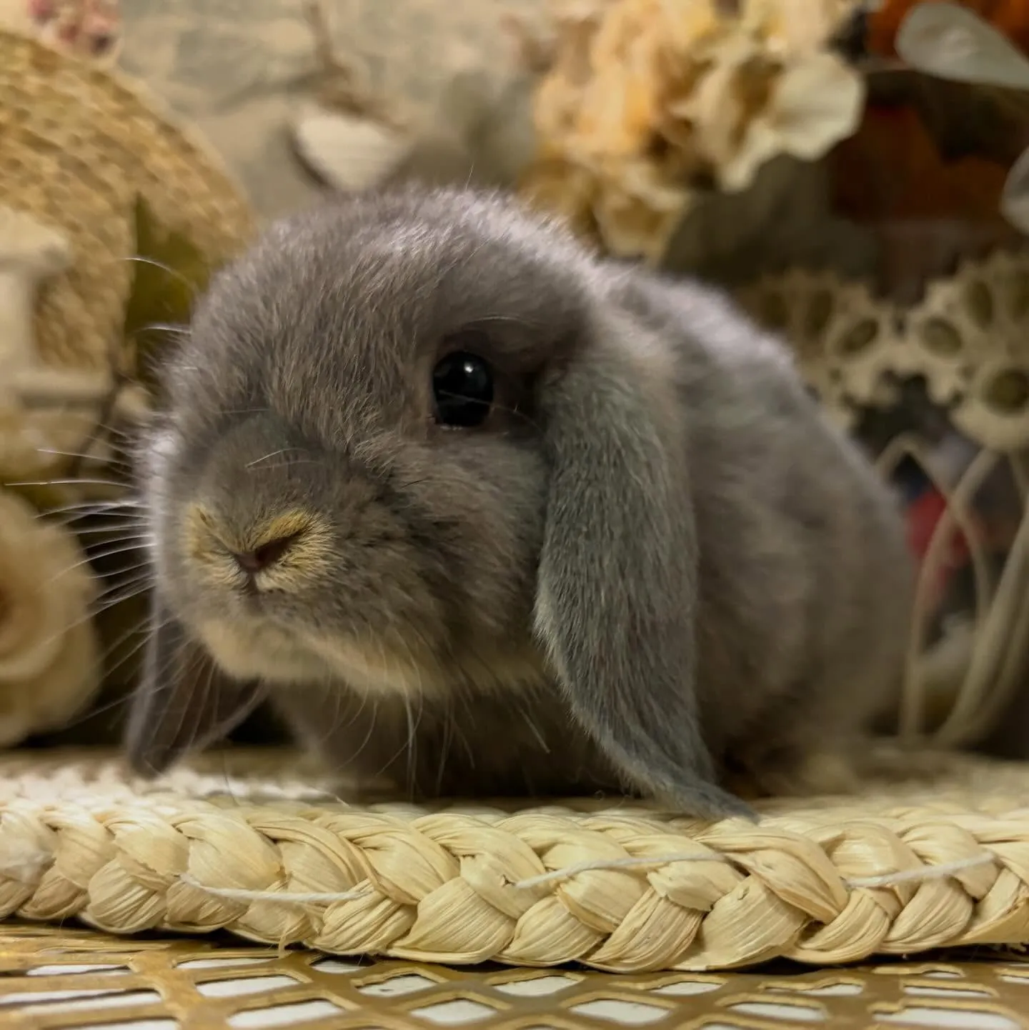 ⭐︎子うさぎデビュー⭐︎