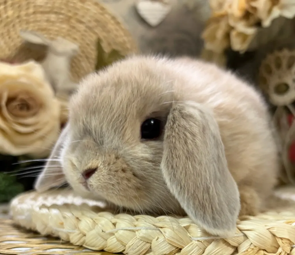 ☆お迎え済☆リンクス