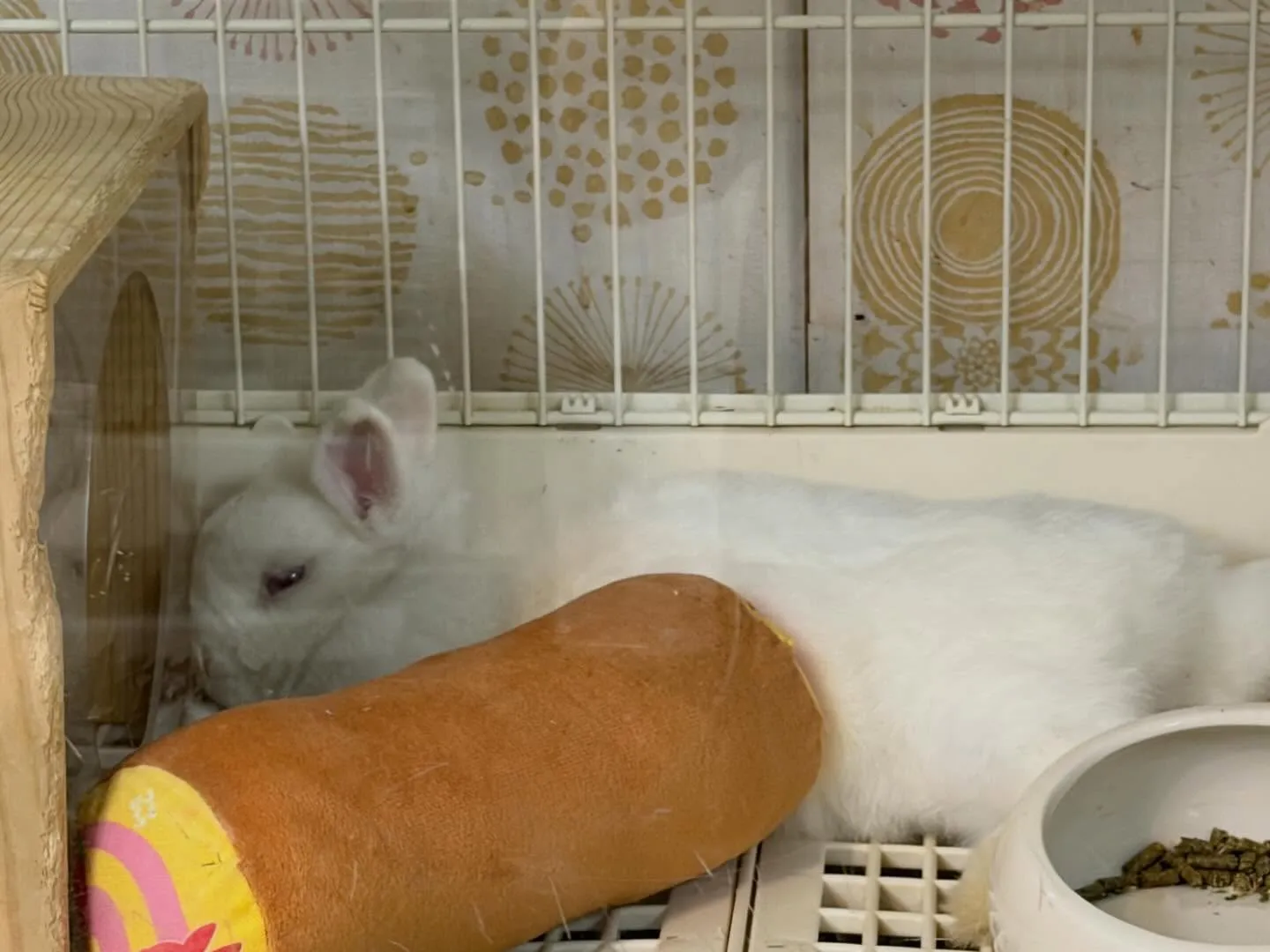 ⭐︎かぶらくん⭐︎