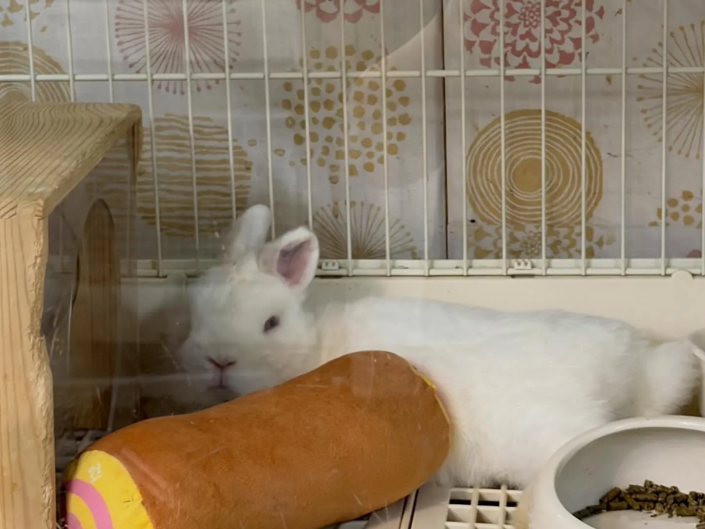 ⭐︎かぶらくん⭐︎