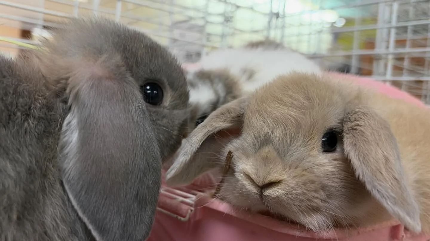 ⭐︎子うさぎ⭐︎