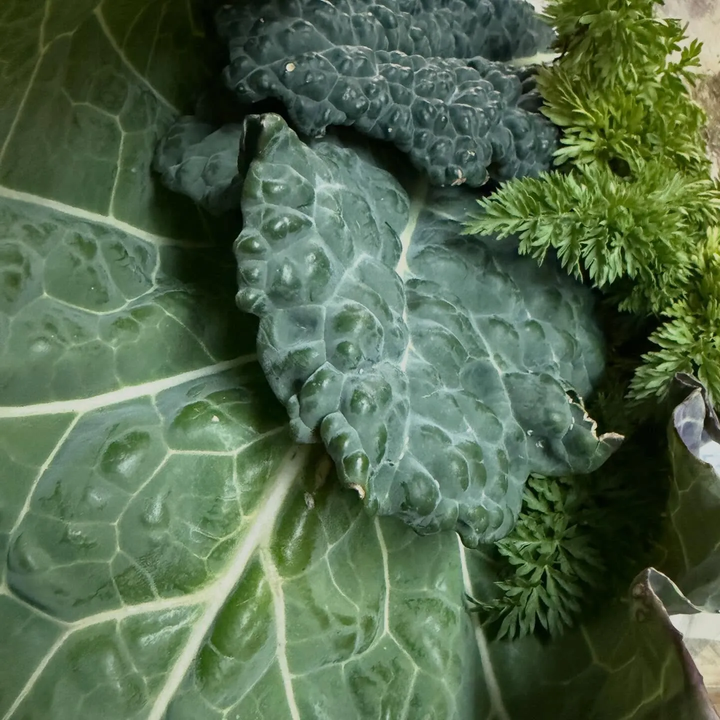 ⭐︎ラキテファーム⭐︎