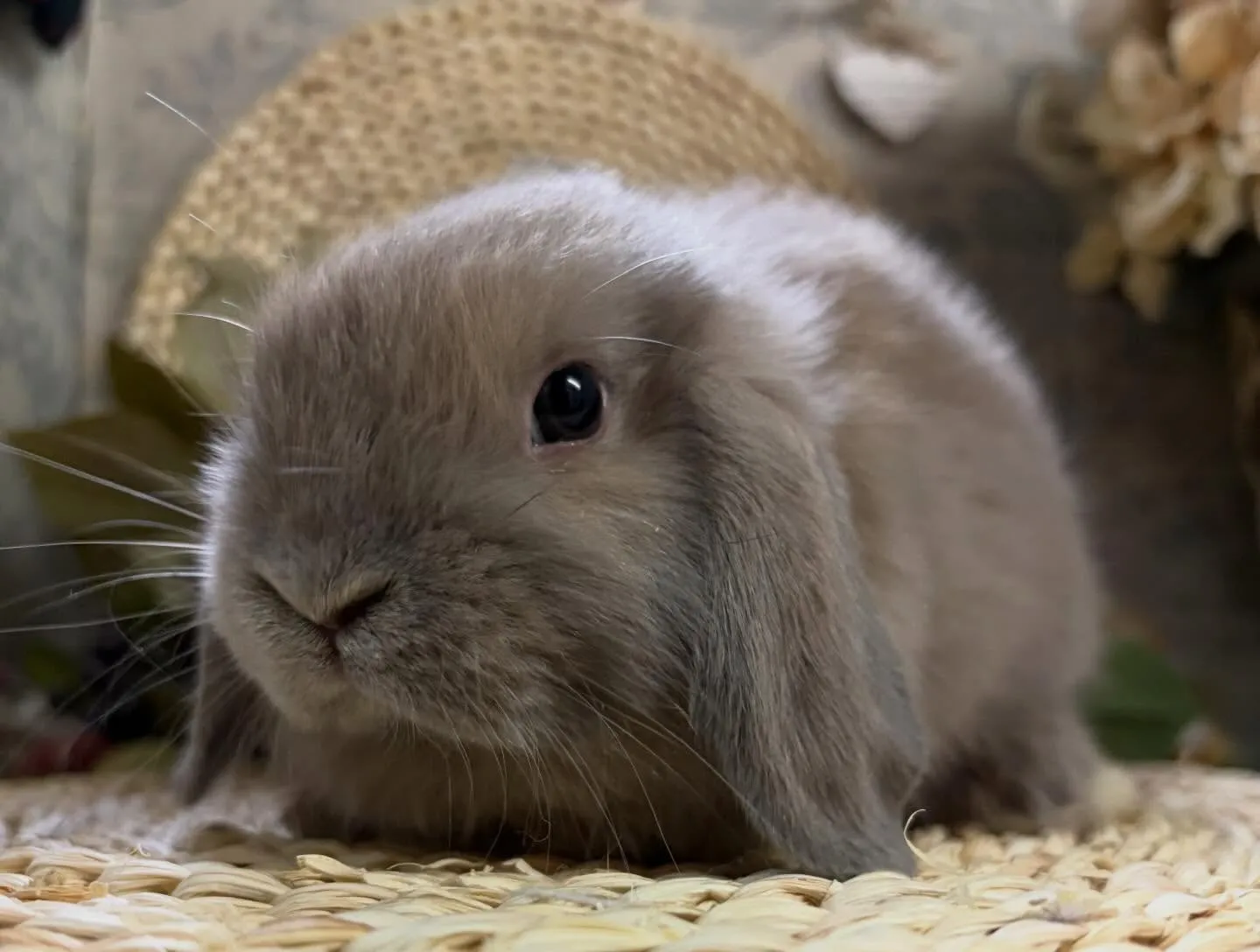 ⭐︎子うさぎ情報⭐︎