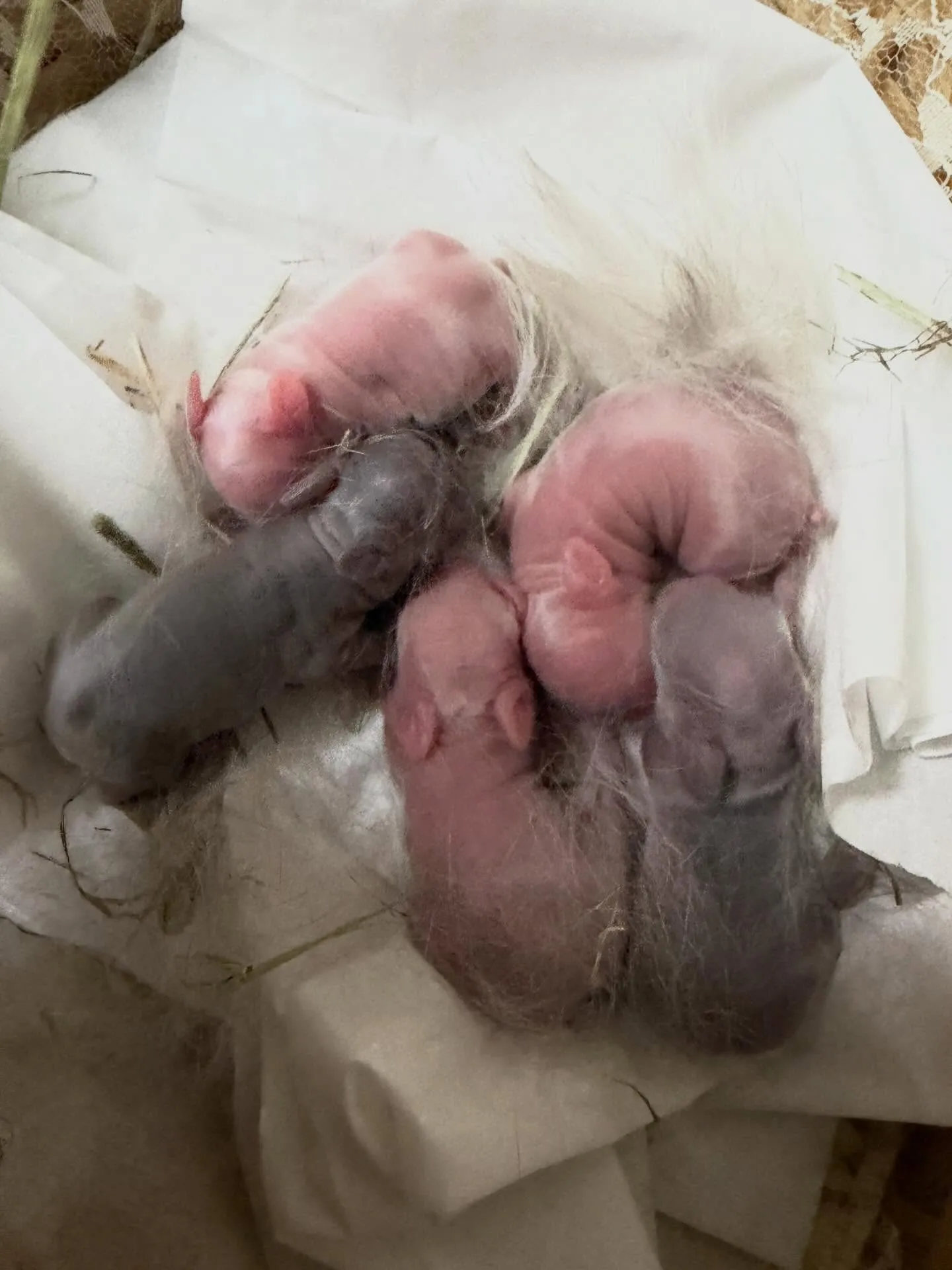 ⭐︎ポーリッシュベビー⭐︎