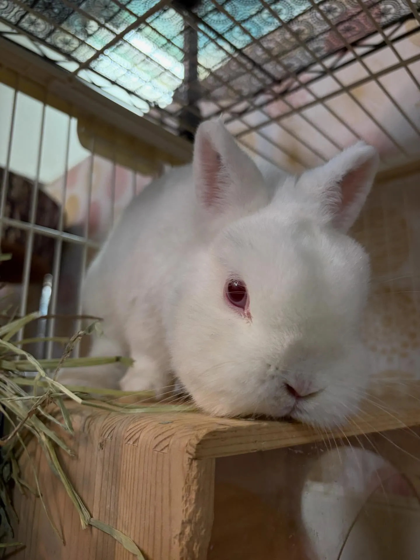 ⭐︎ポーリッシュベビー⭐︎