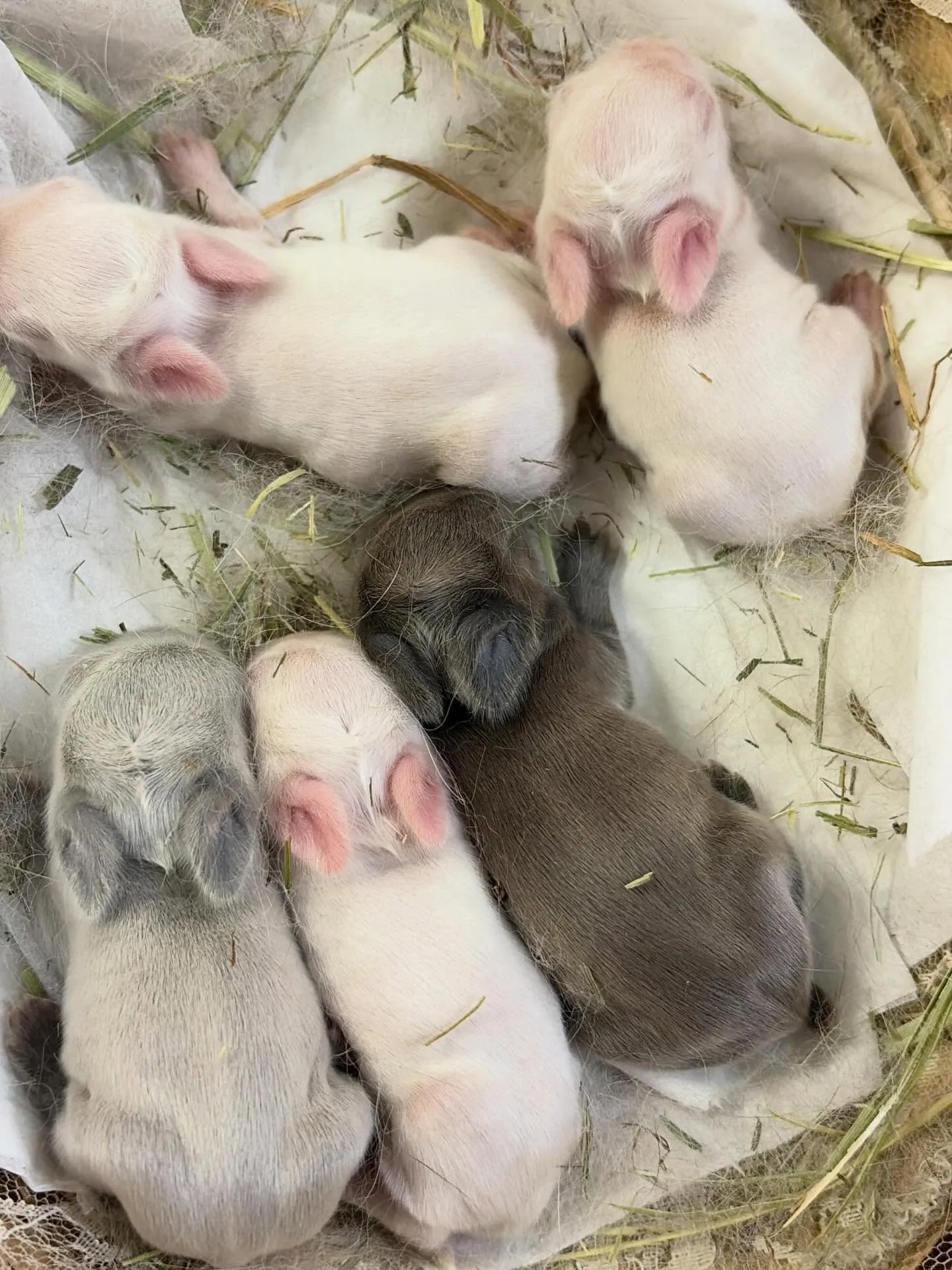 ⭐︎ポルチーニベビー⭐︎