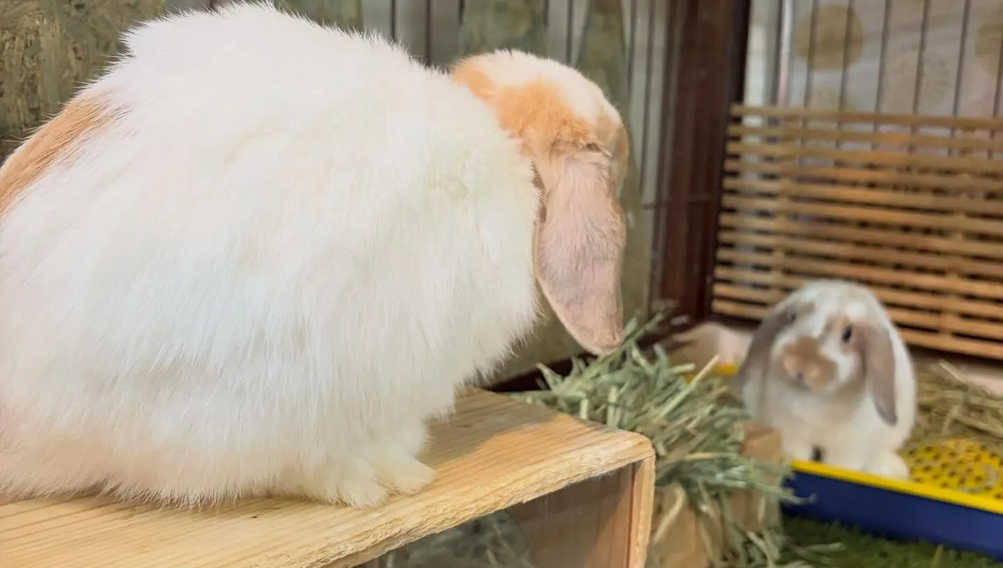 ⭐︎愛媛うまれ⭐︎