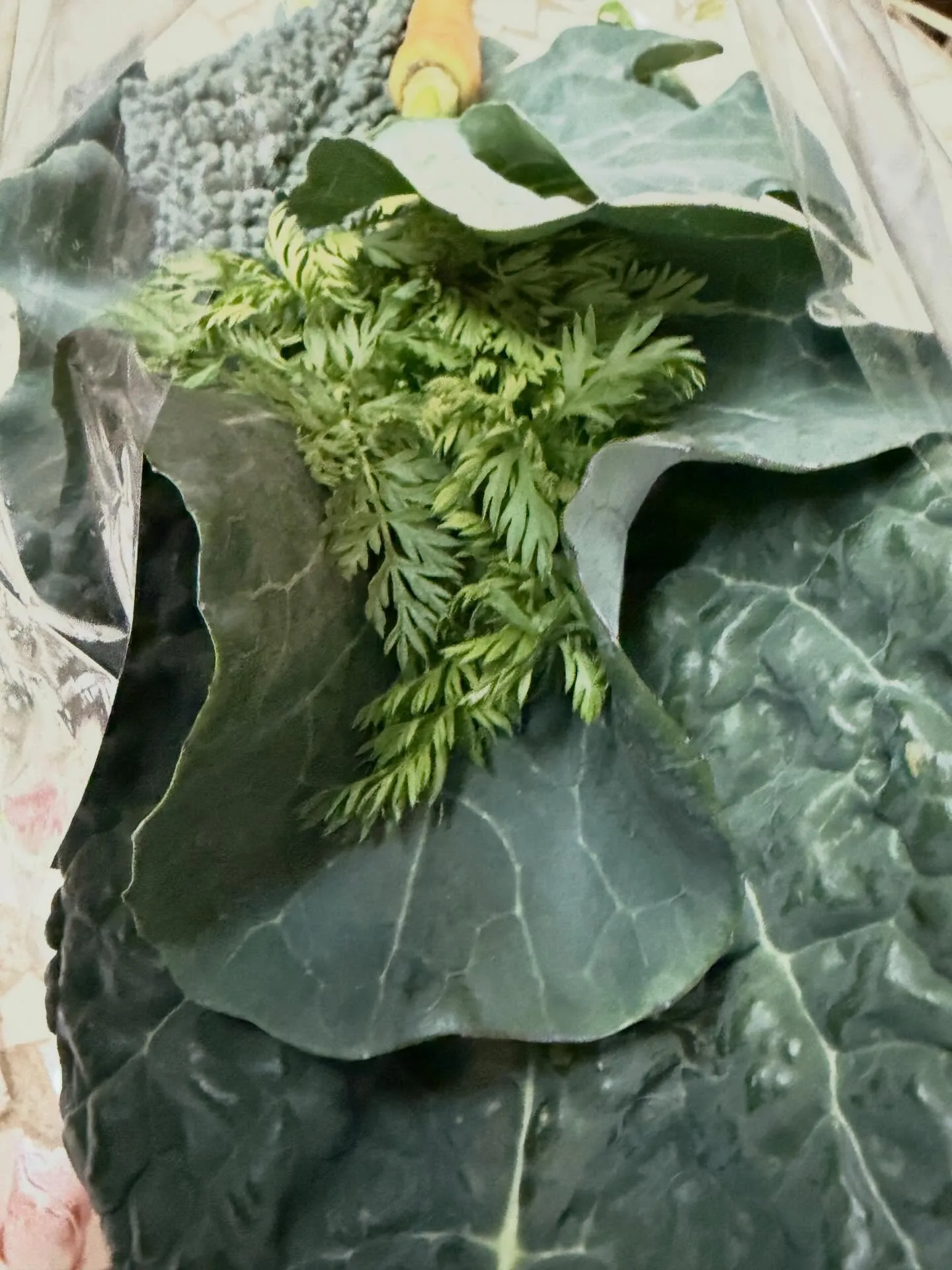 ⭐︎ラキテ葉っぱ⭐︎