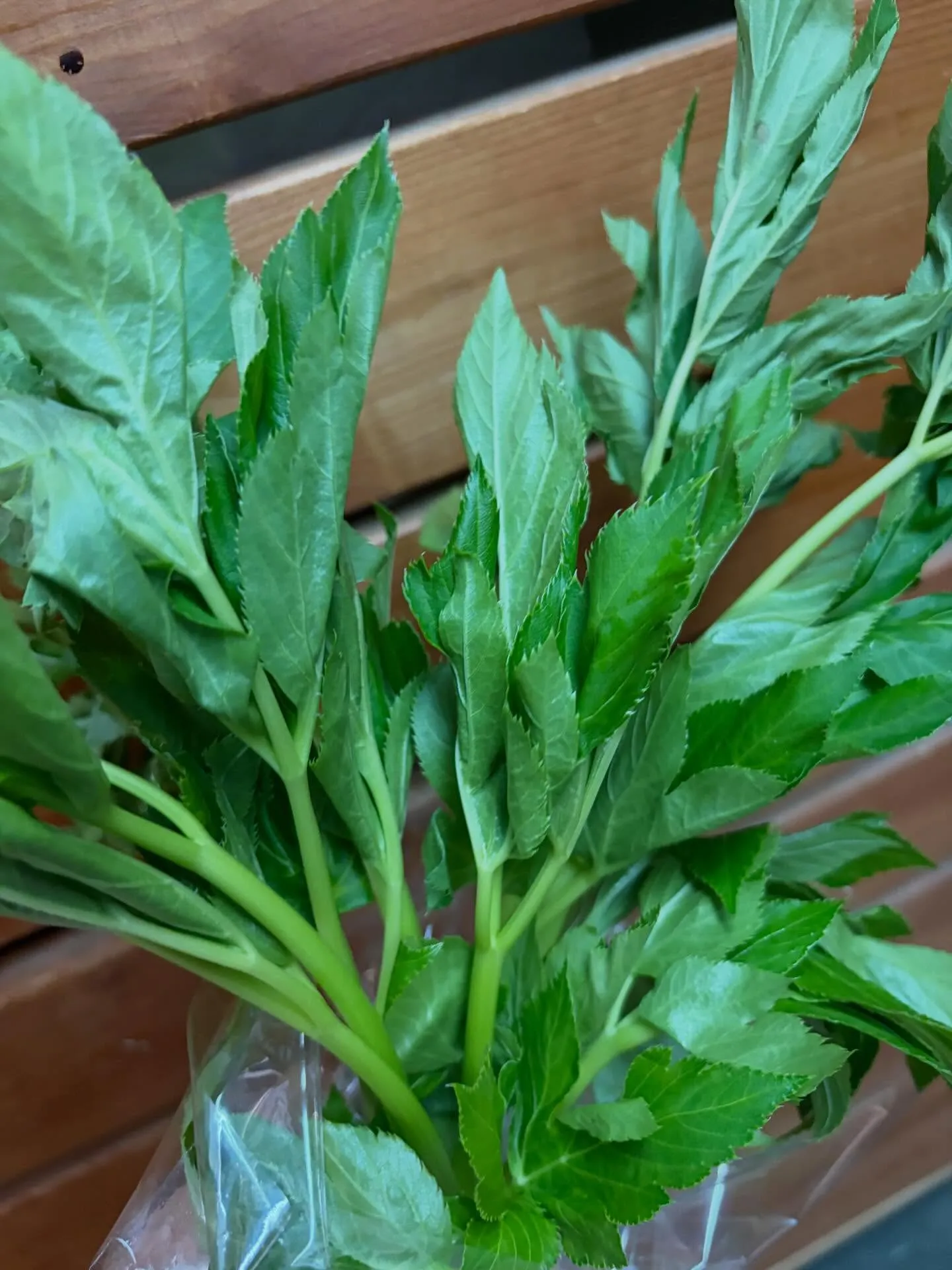 ⭐︎ラキテ葉っぱ⭐︎