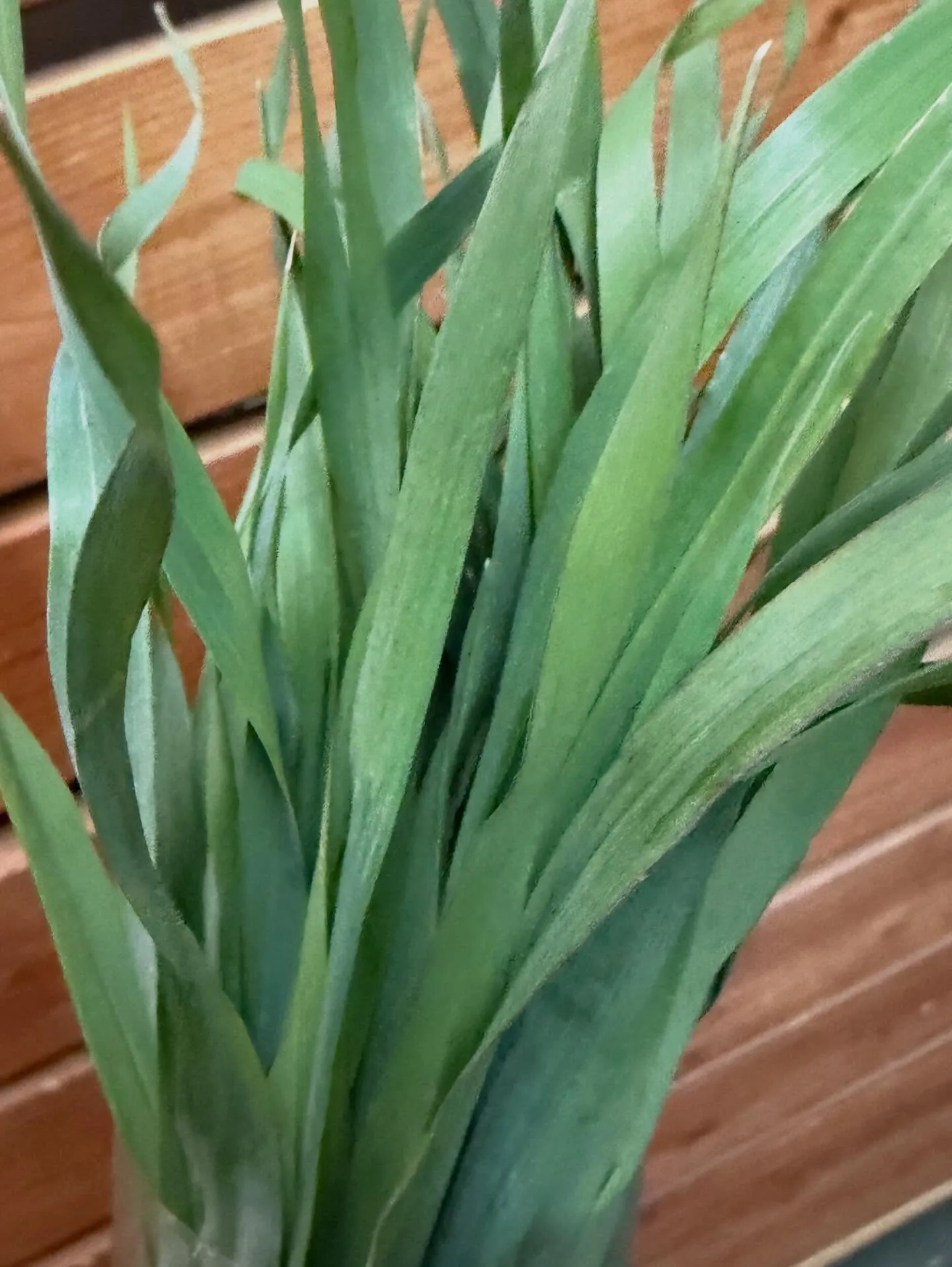 ⭐︎ラキテ葉っぱ⭐︎