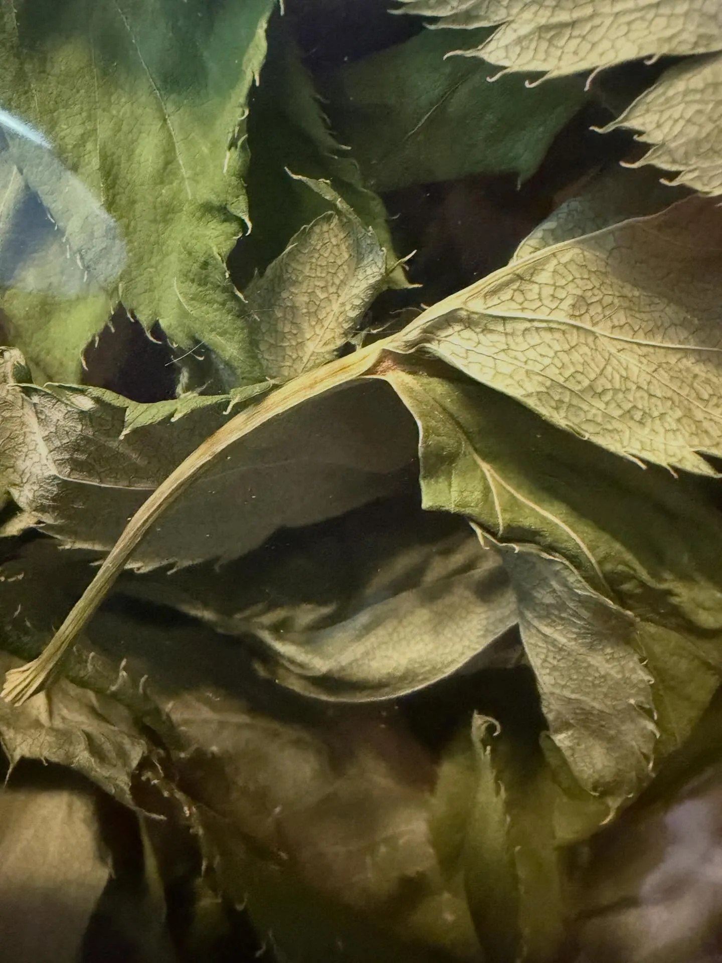 ⭐︎明日葉⭐︎