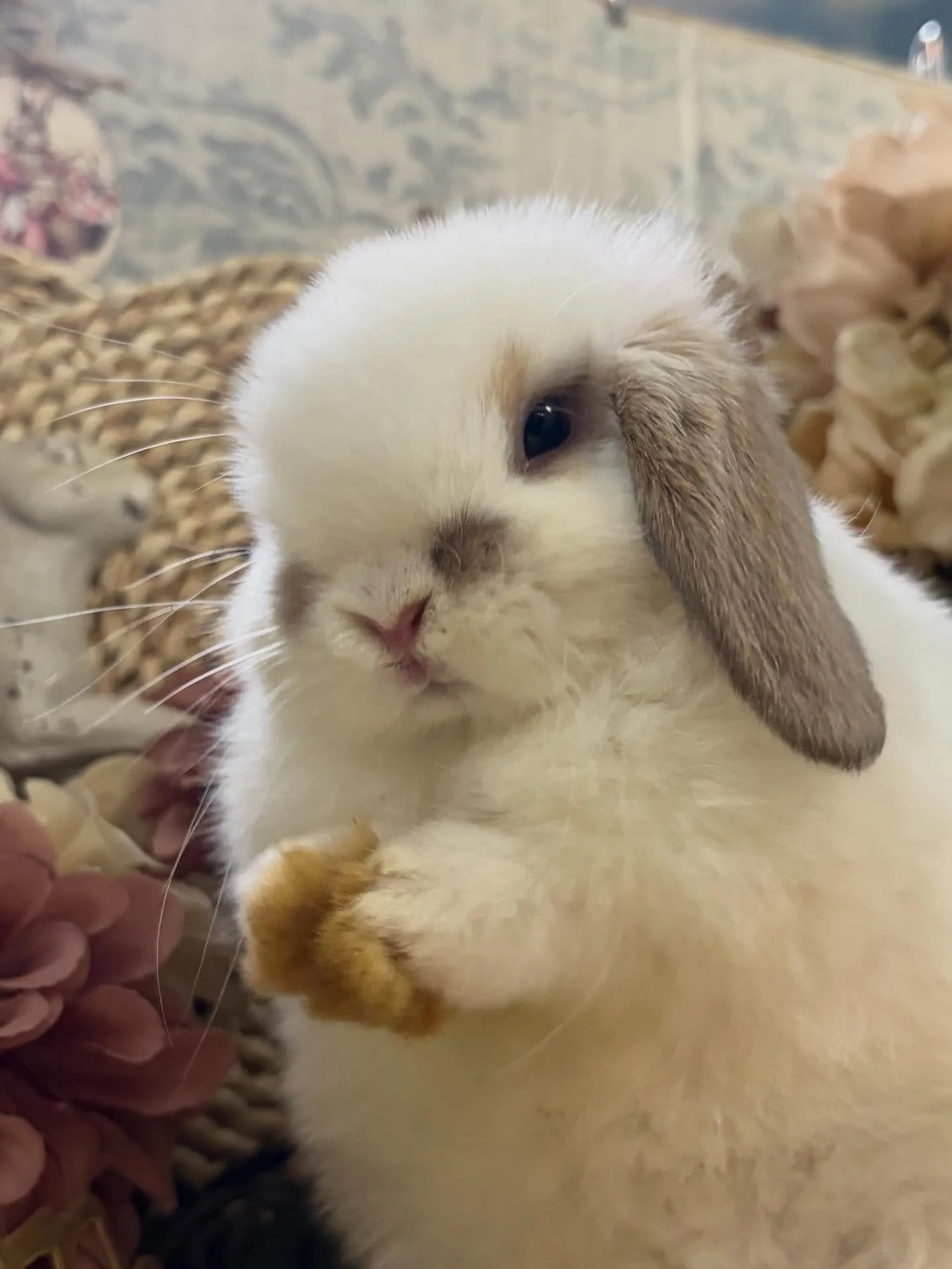 ⭐︎クシクシシリーズ⭐︎