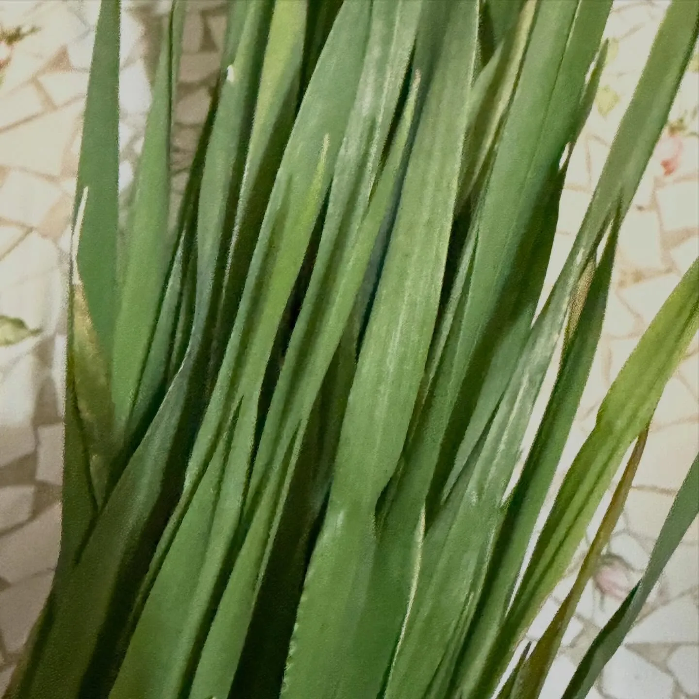 ⭐︎ラキテファーム⭐︎