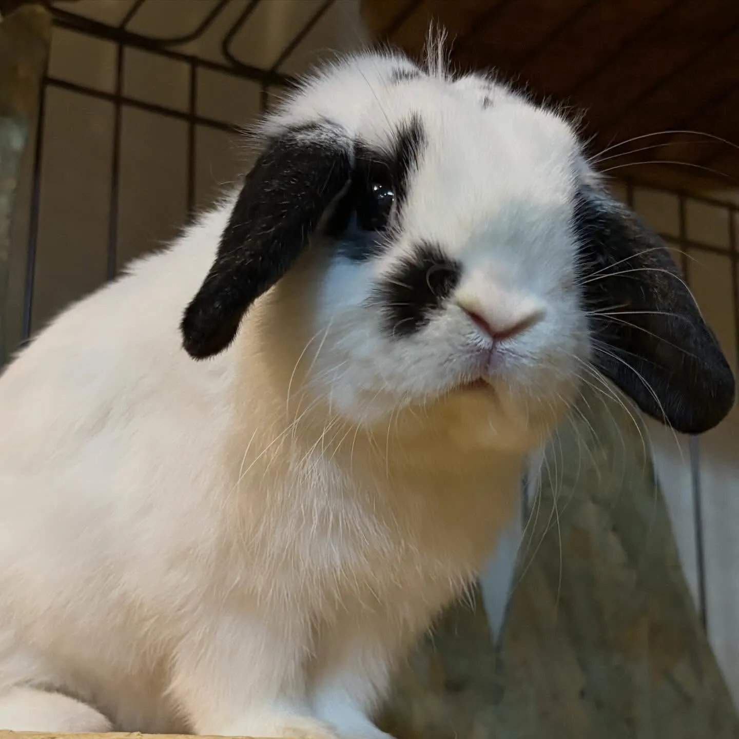 ⭐︎牛くん模様⭐︎