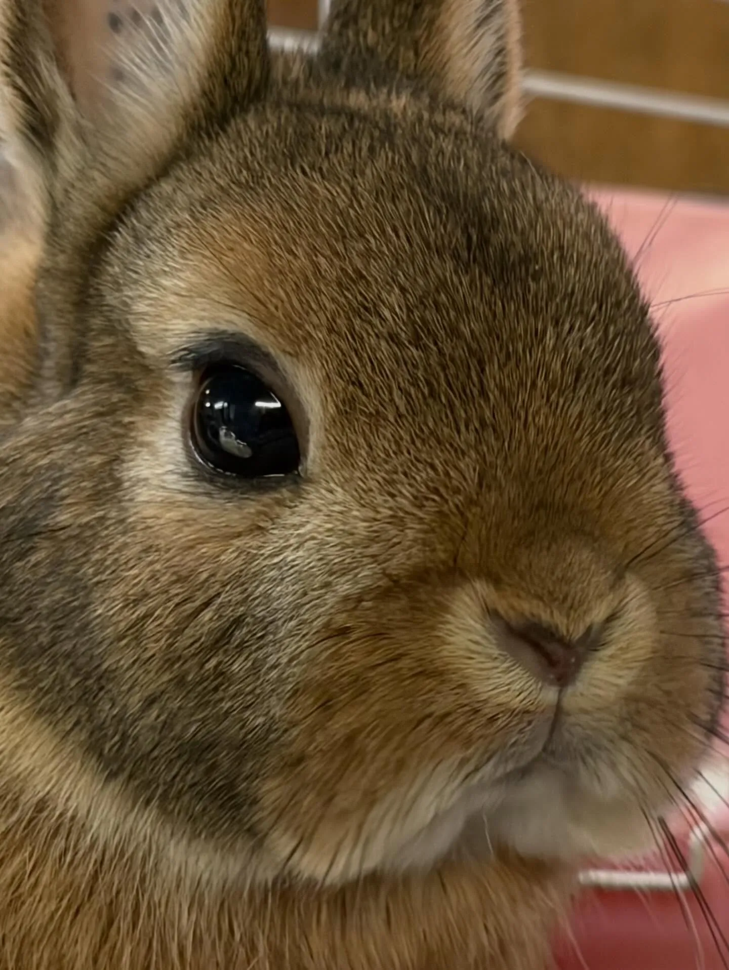 ⭐︎ネザーランド⭐︎