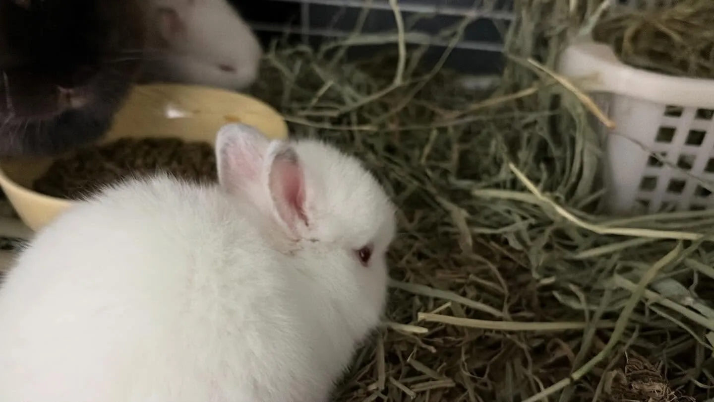 ⭐︎うさ団子⭐︎