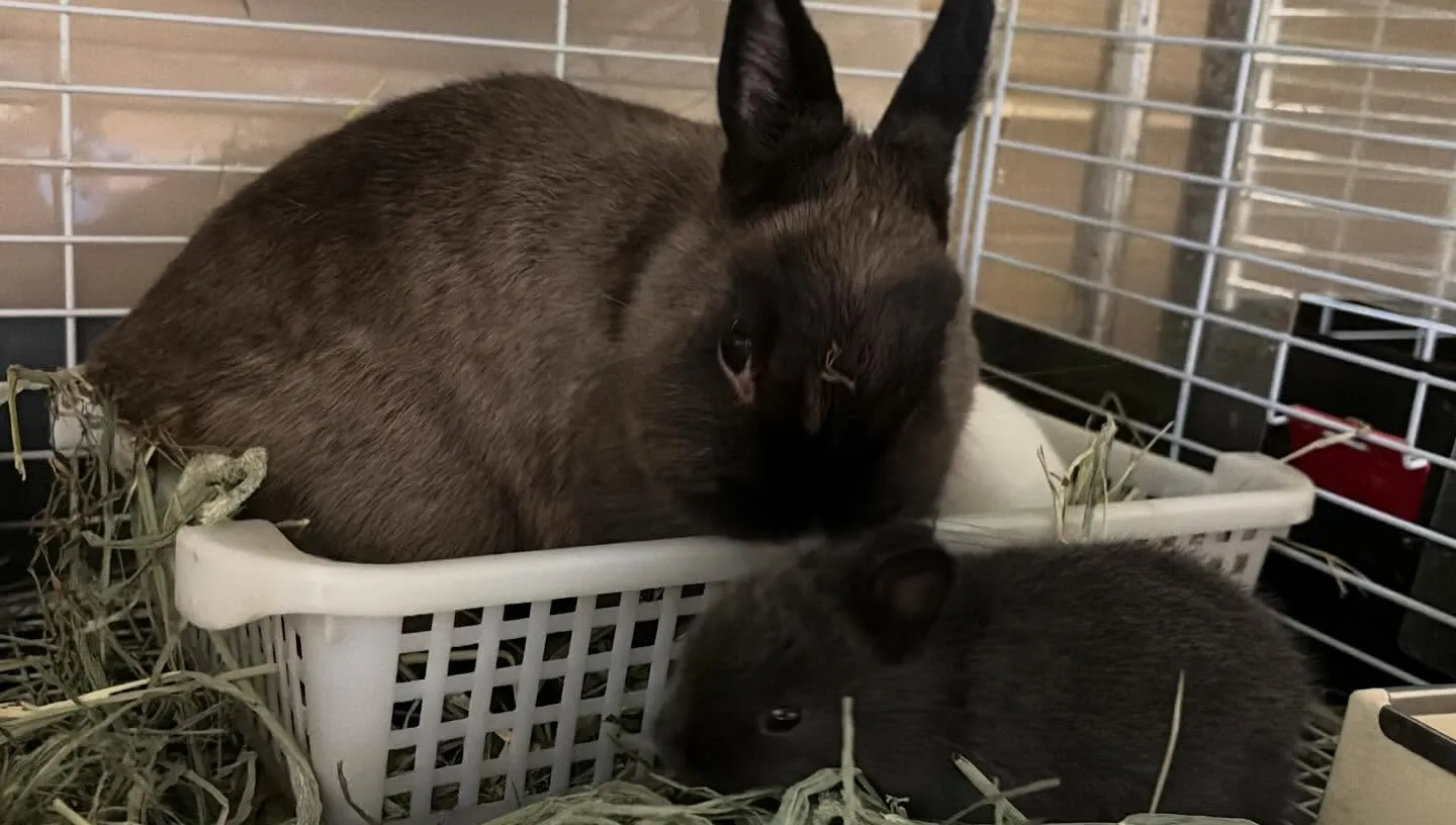 ⭐︎うさ団子⭐︎