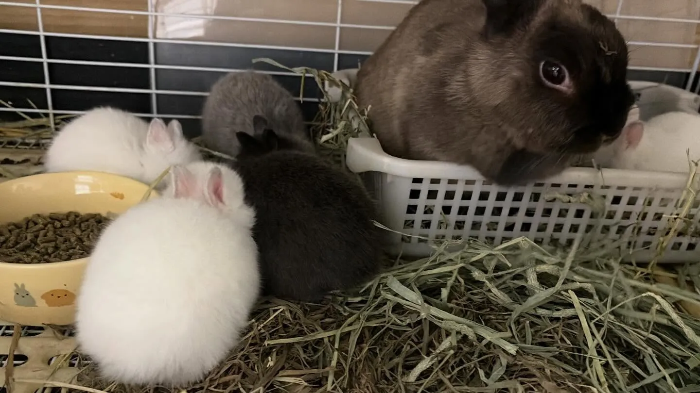 ⭐︎うさ団子⭐︎