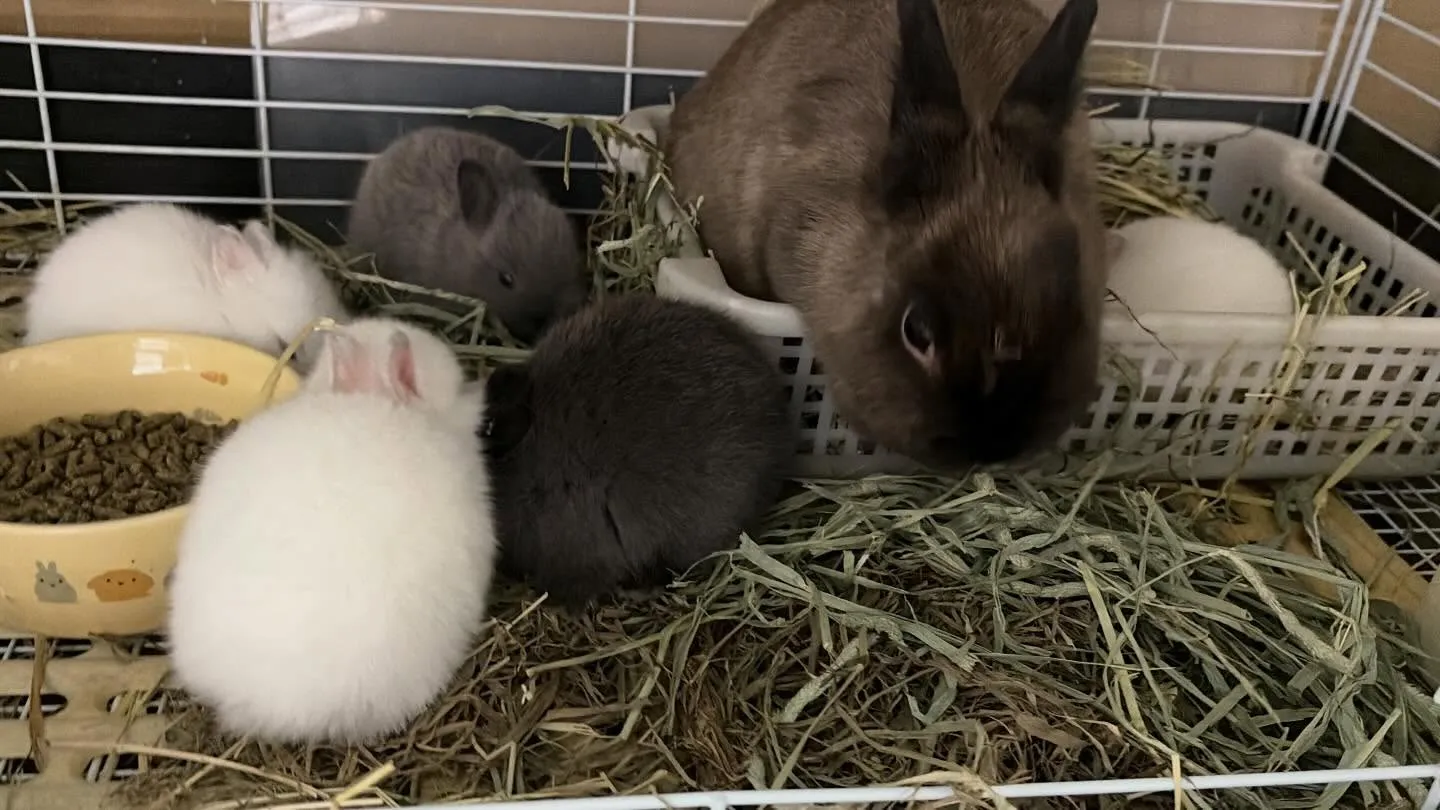 ⭐︎うさ団子⭐︎