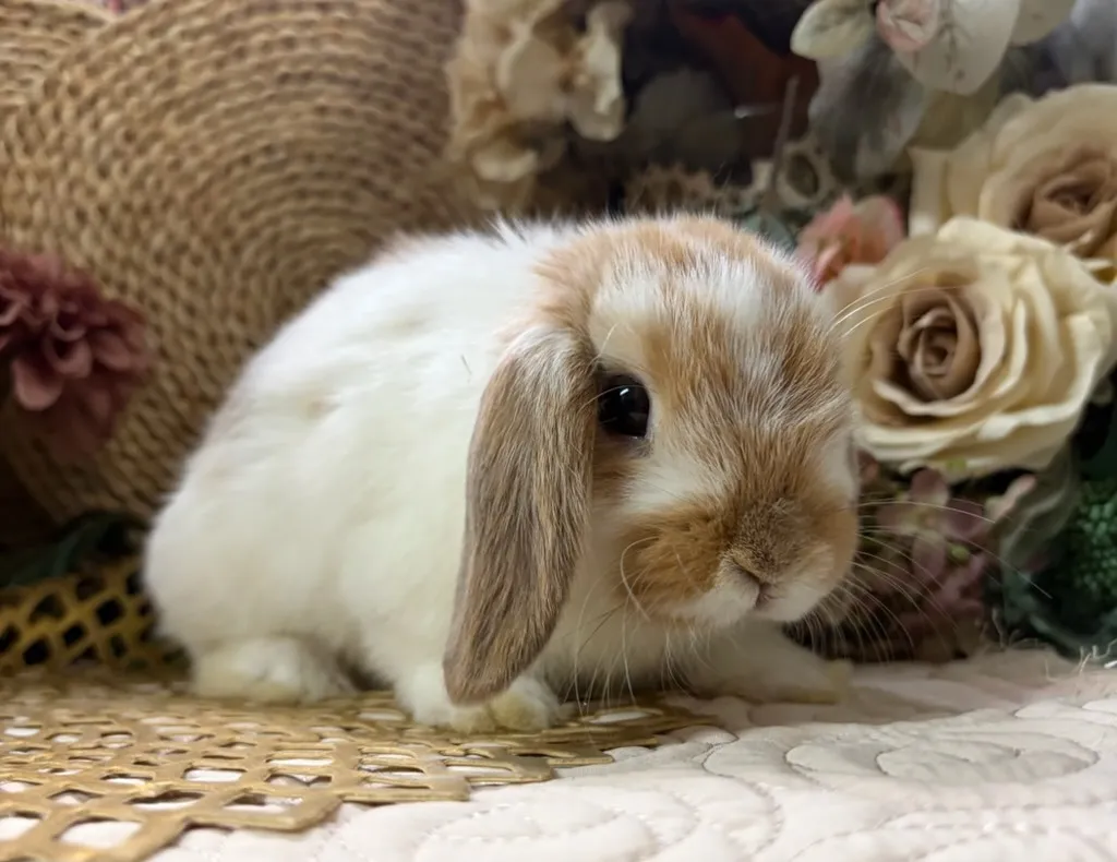 ブロークンオレンジ