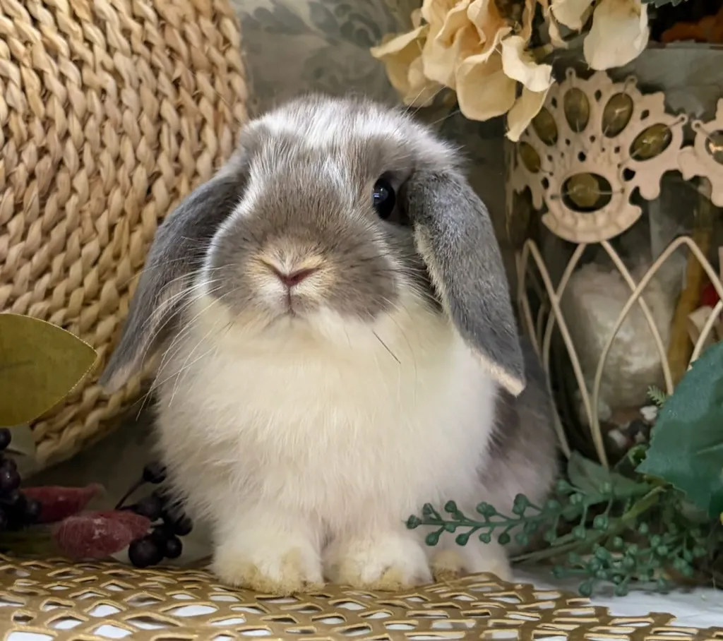 ブロークンオパール