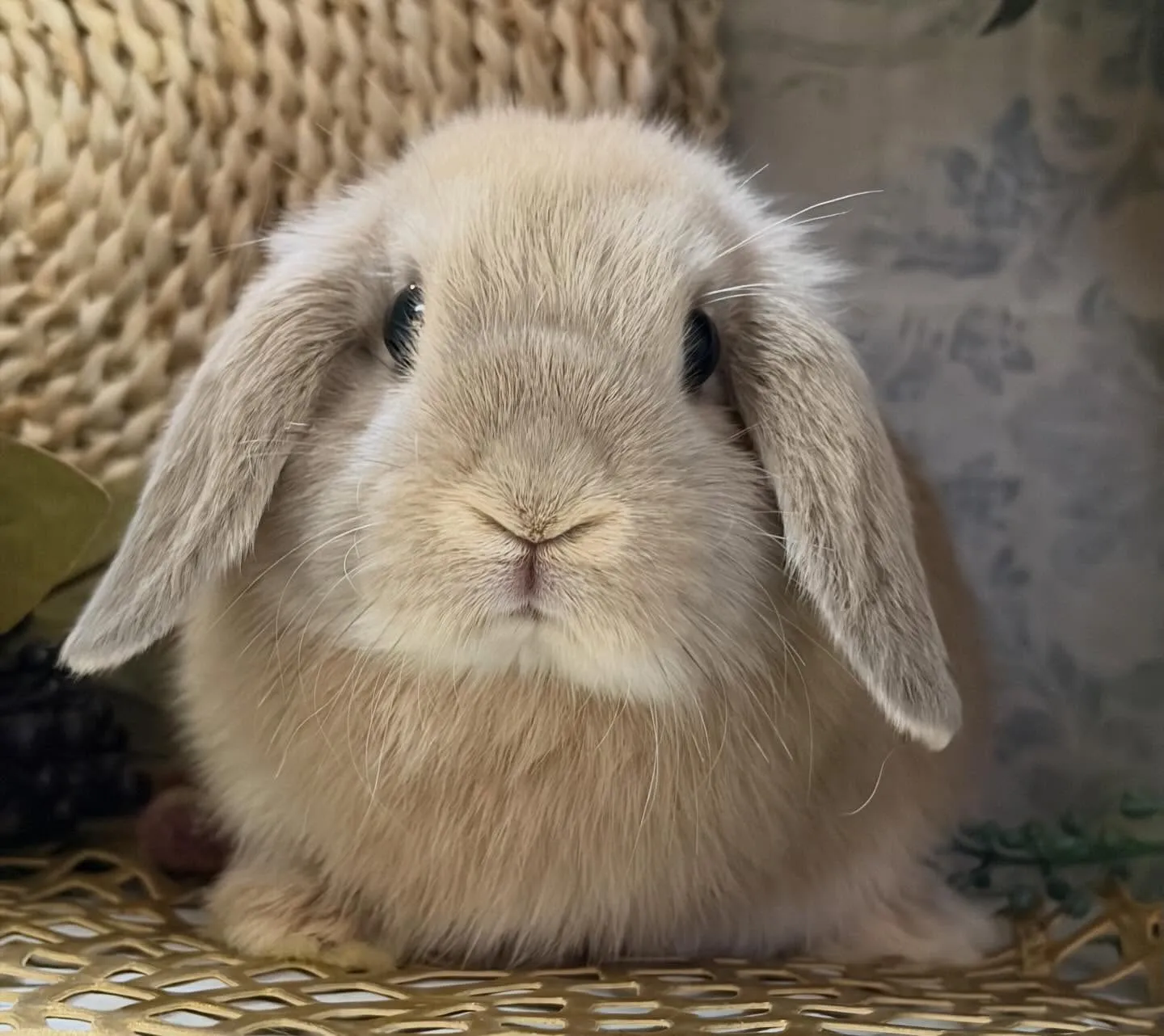 ⭐︎店頭デビュー⭐︎