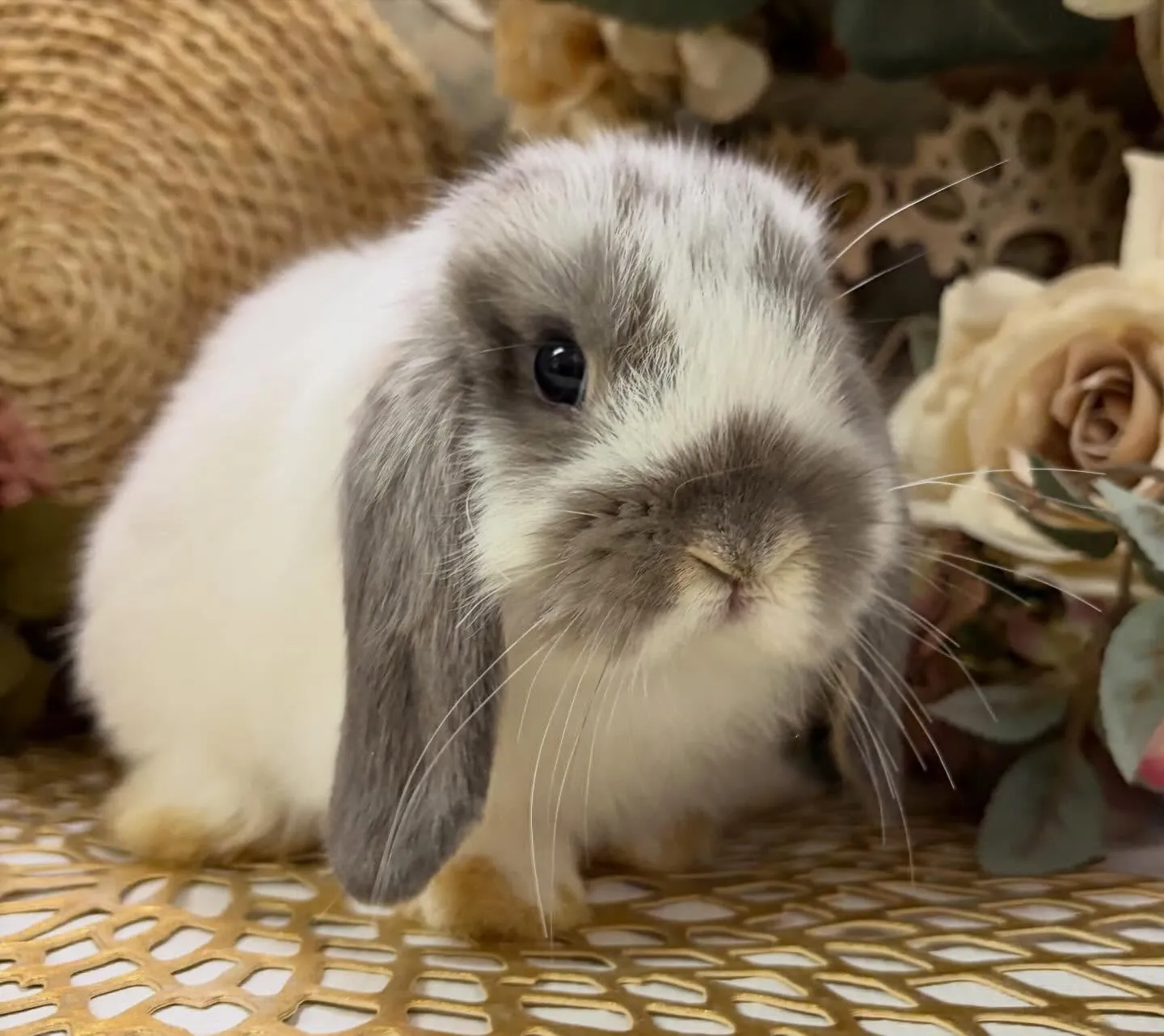 ⭐︎店頭デビュー⭐︎